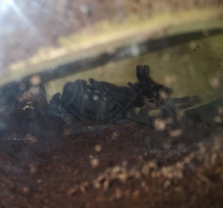 I caught her immediately post molt