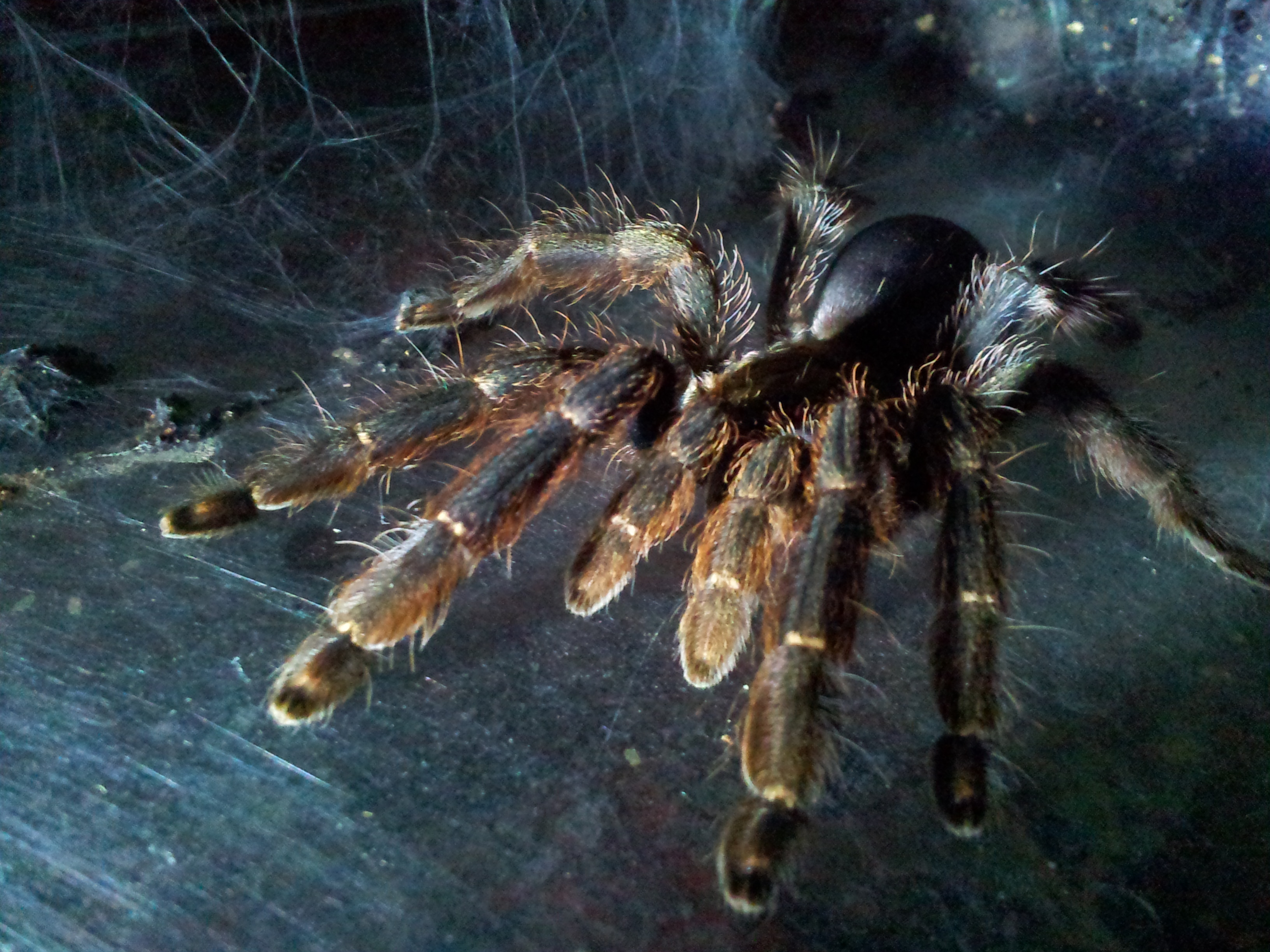 Ibara....Tapinauchenius subcaeruleus