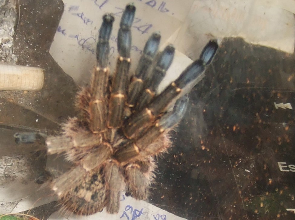 Idiothele mira - Karoo