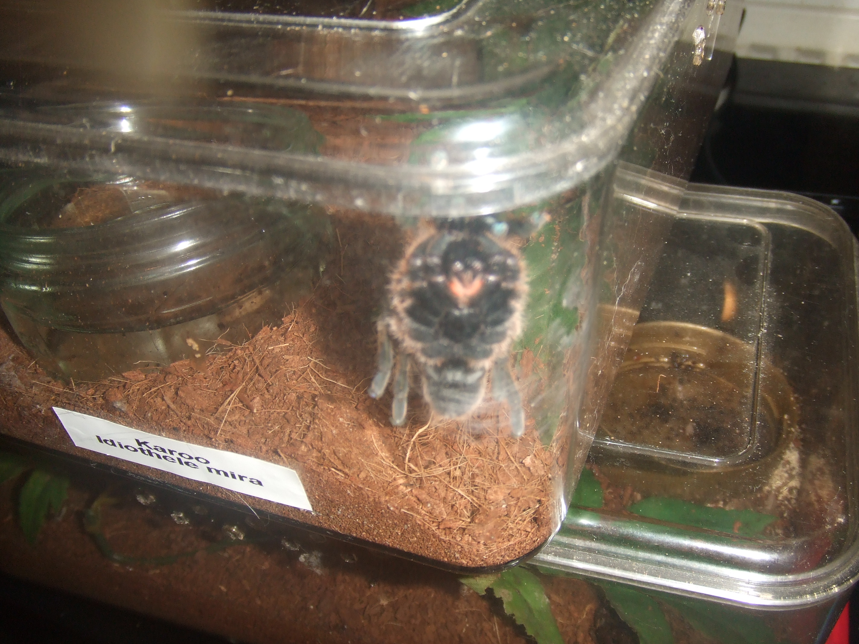 Idiothele mira - Karoo