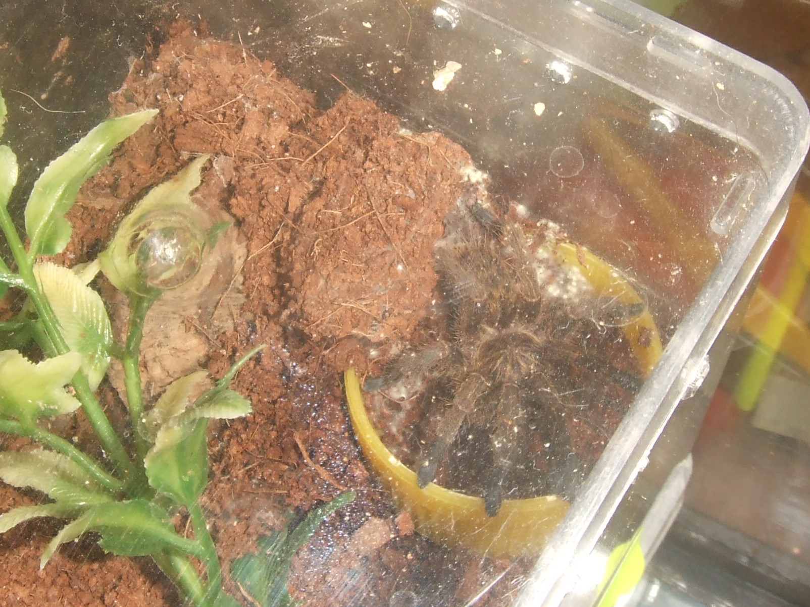 Idiothele mira - Karoo