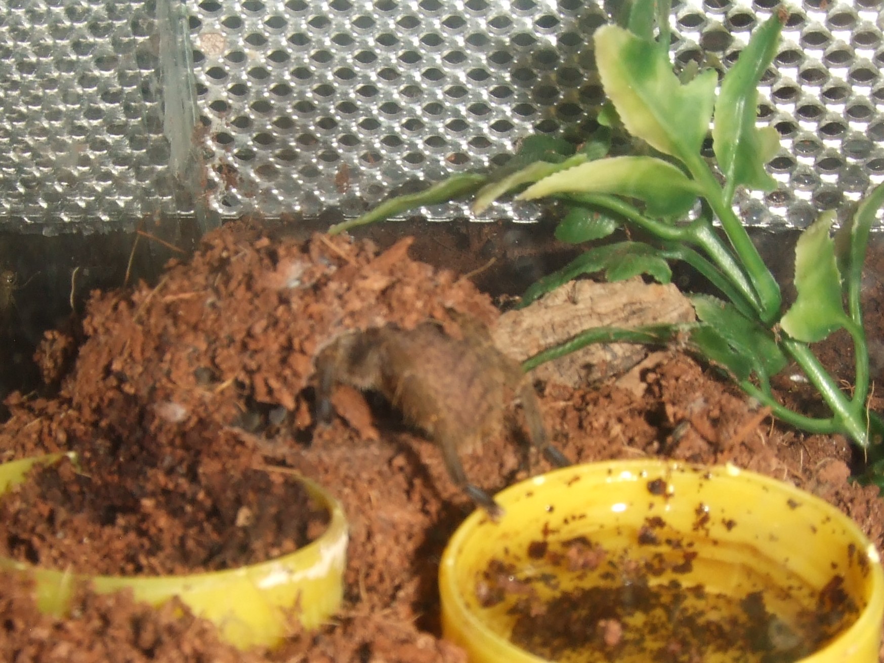 Idiothele mira - Karoo