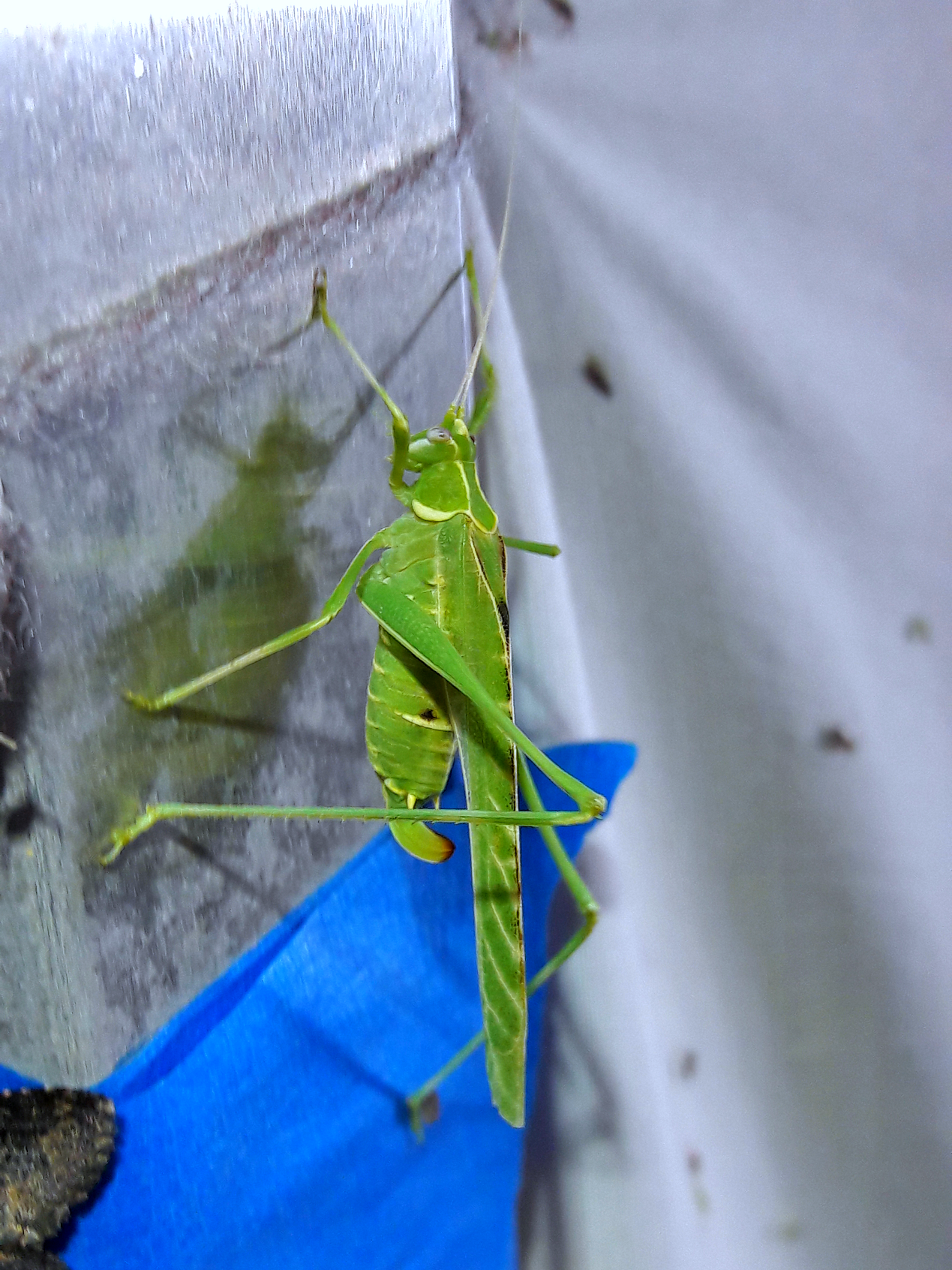 Insara elegans 'Elegant bush katydid'