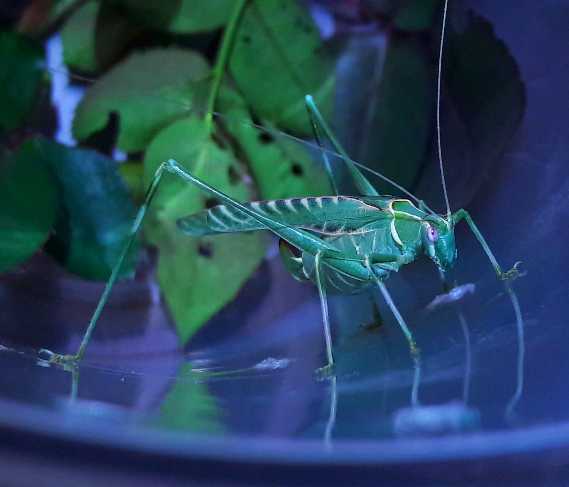 Insara elegans