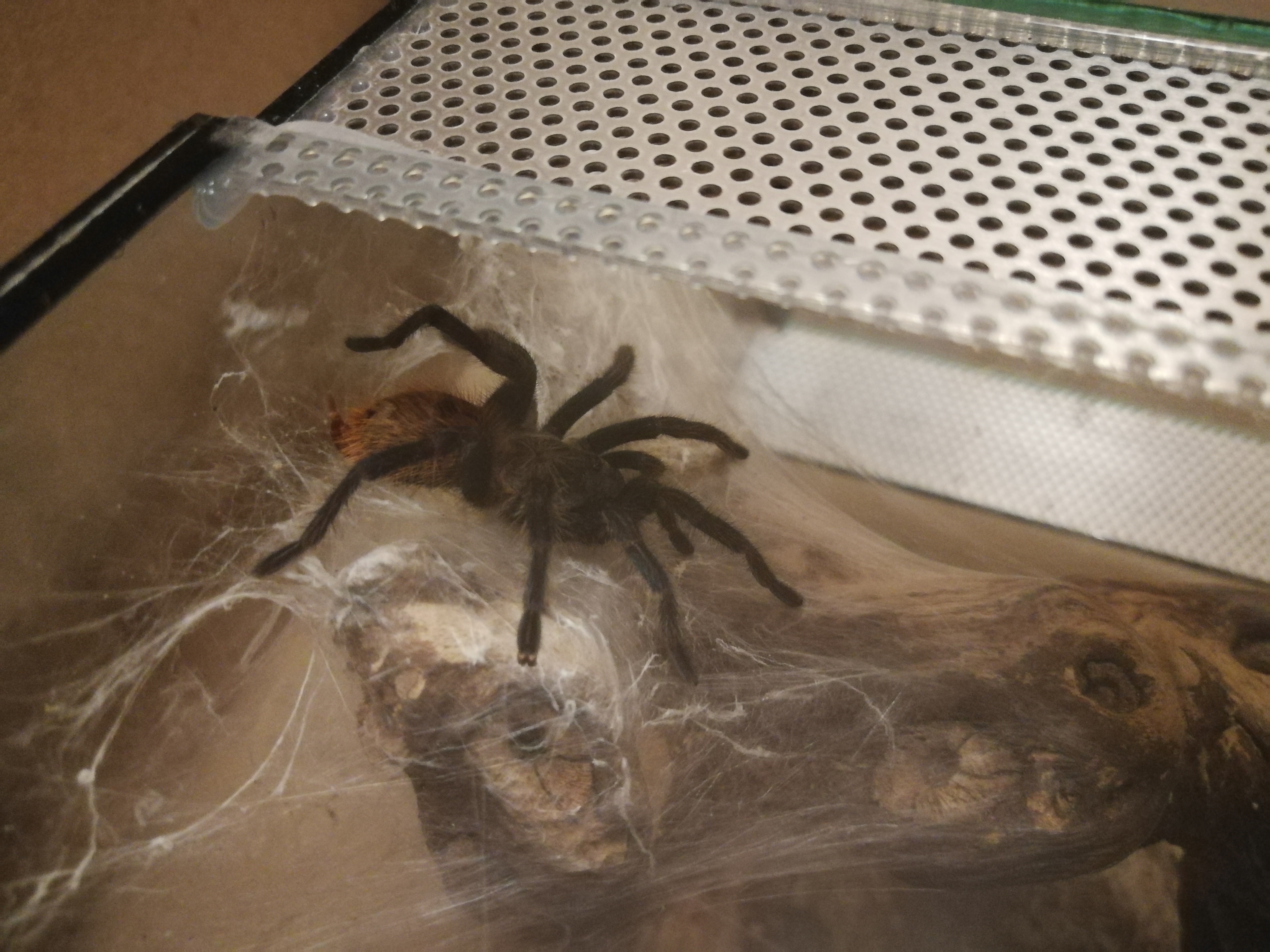 I've bought a gbb!!