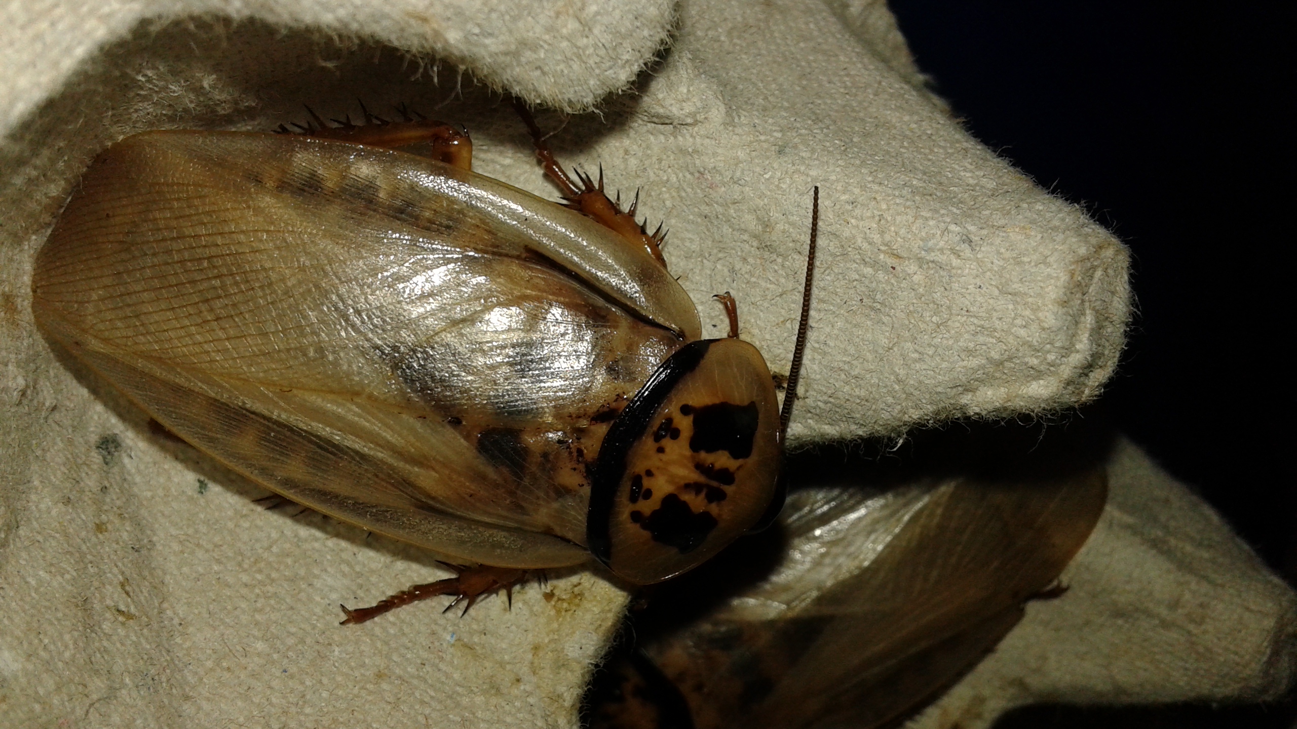 Ivory head roach - Eublaberus sp. ivory