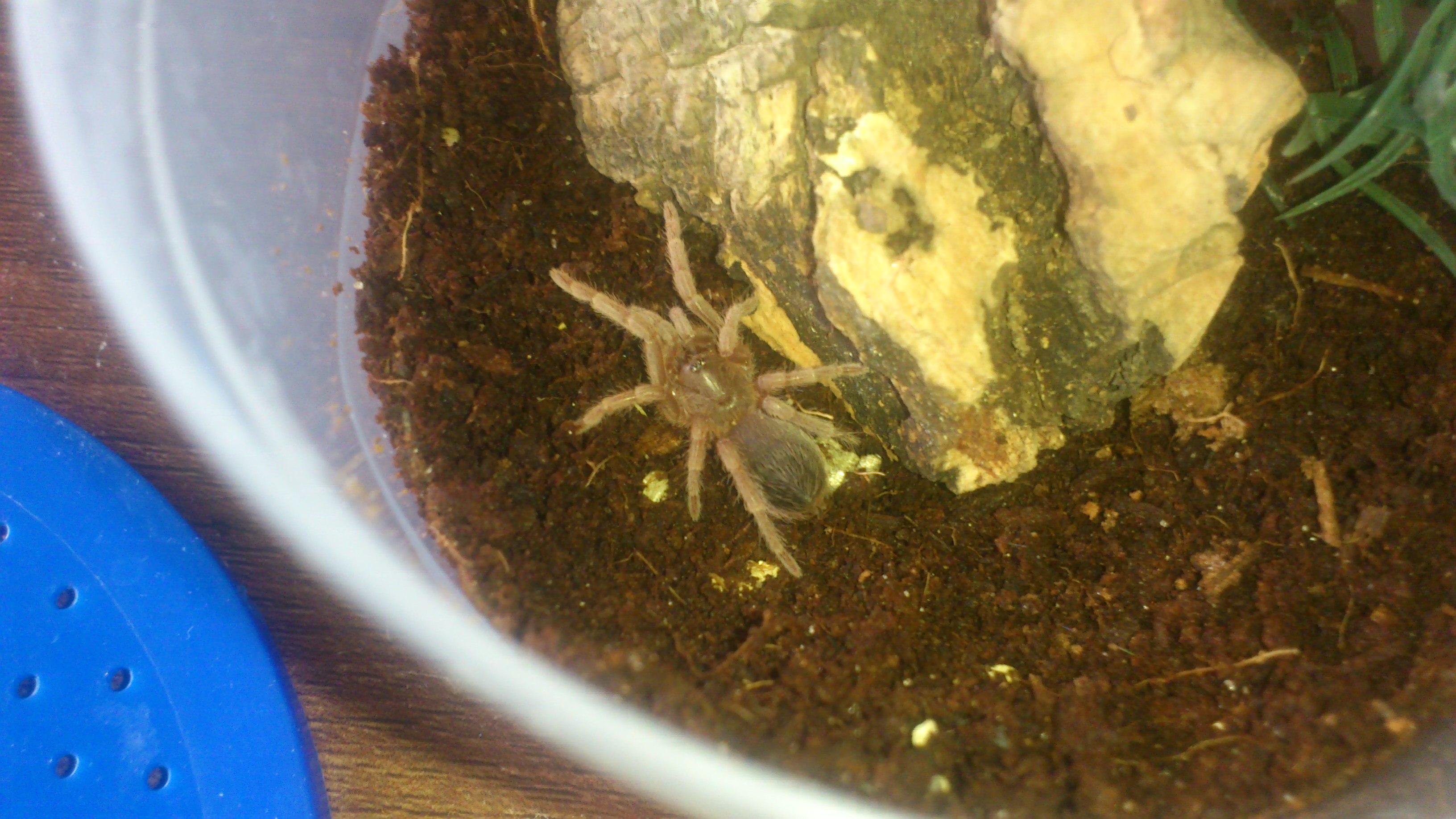 Juara... Acanthoscurria musculosa