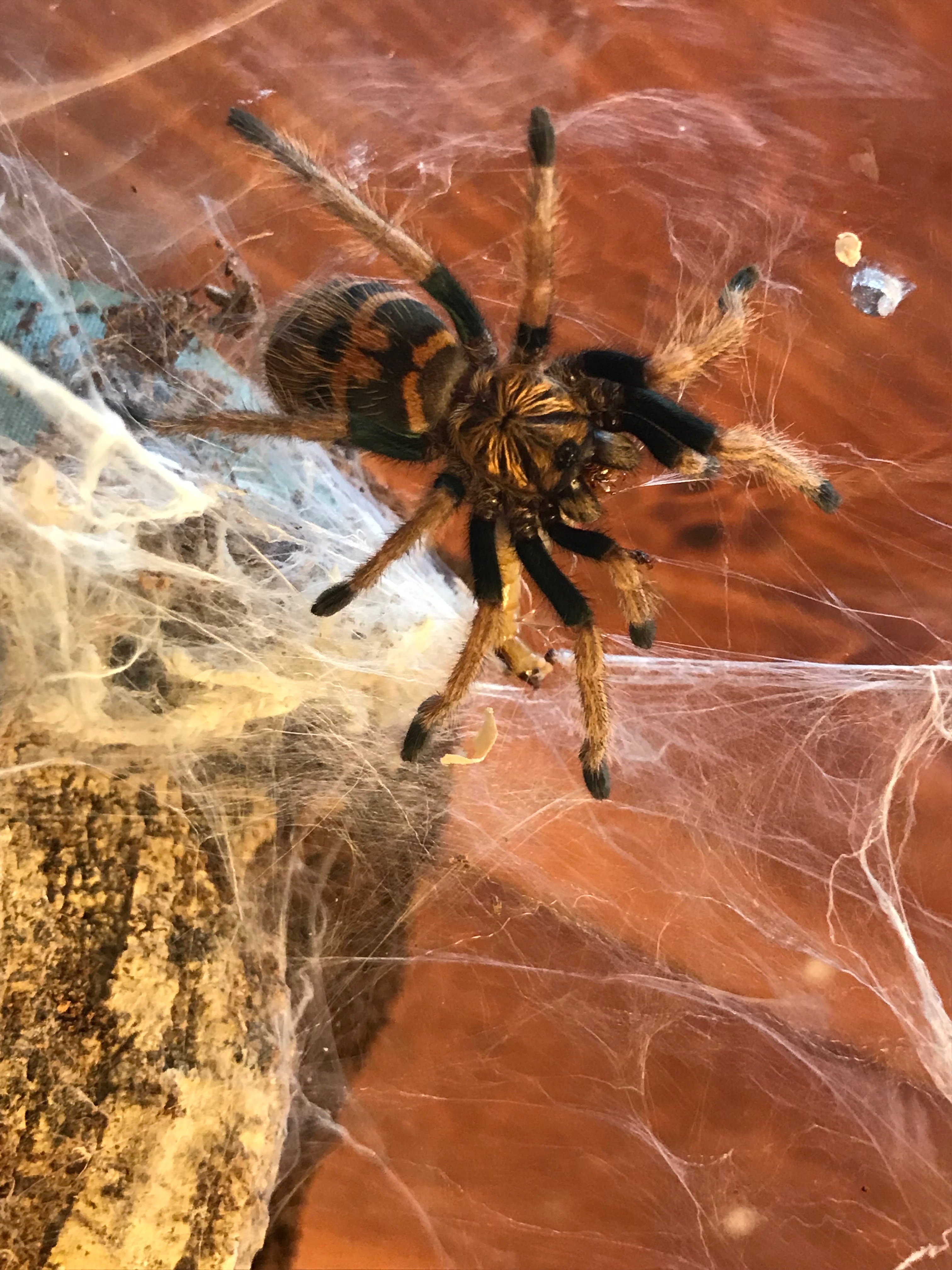 Just chillin' on the web