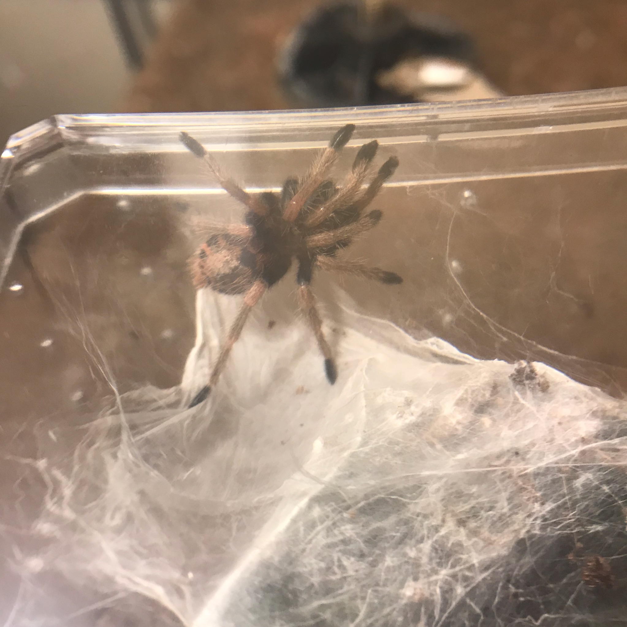 Just stretching my legs...