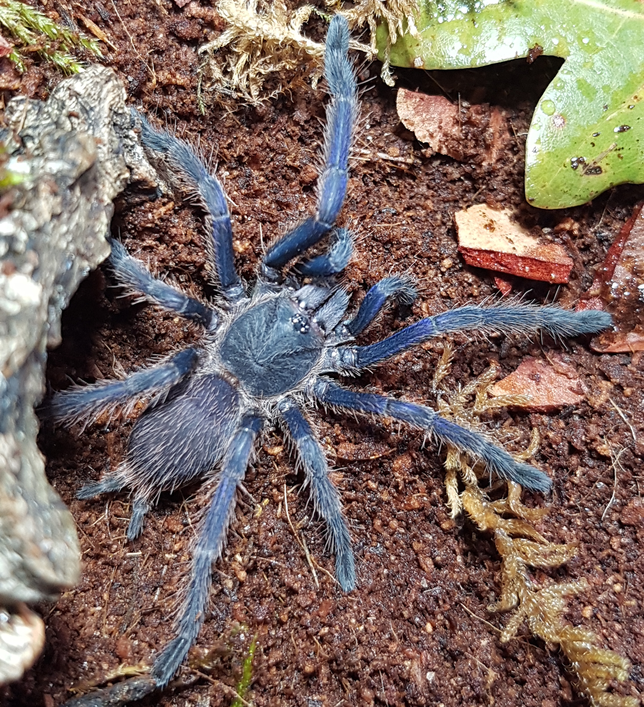Juvenile ♀ Chilobrachys sp. Vietnam Blue
