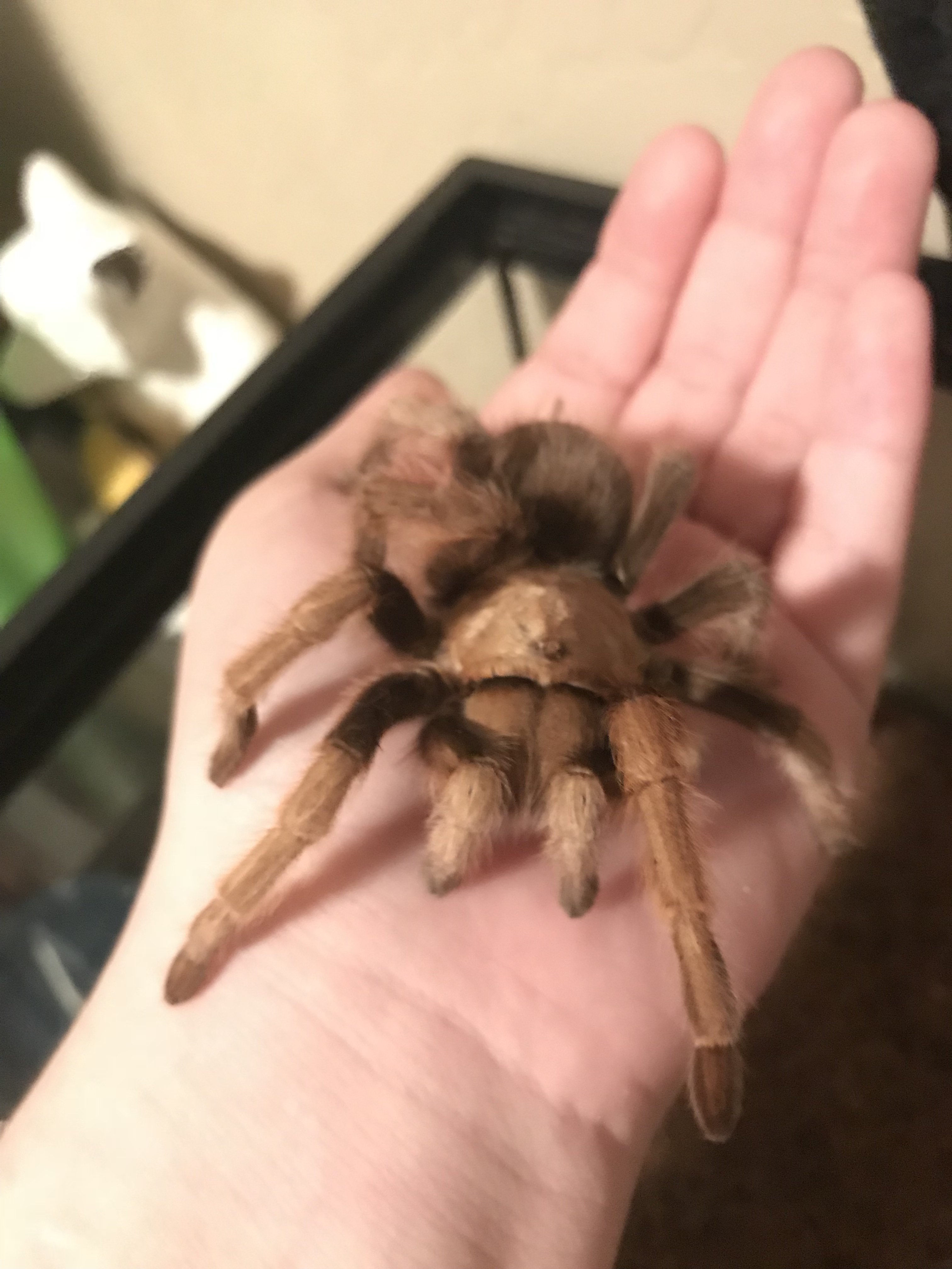 Juvenile Aphonopelma Chalcodes