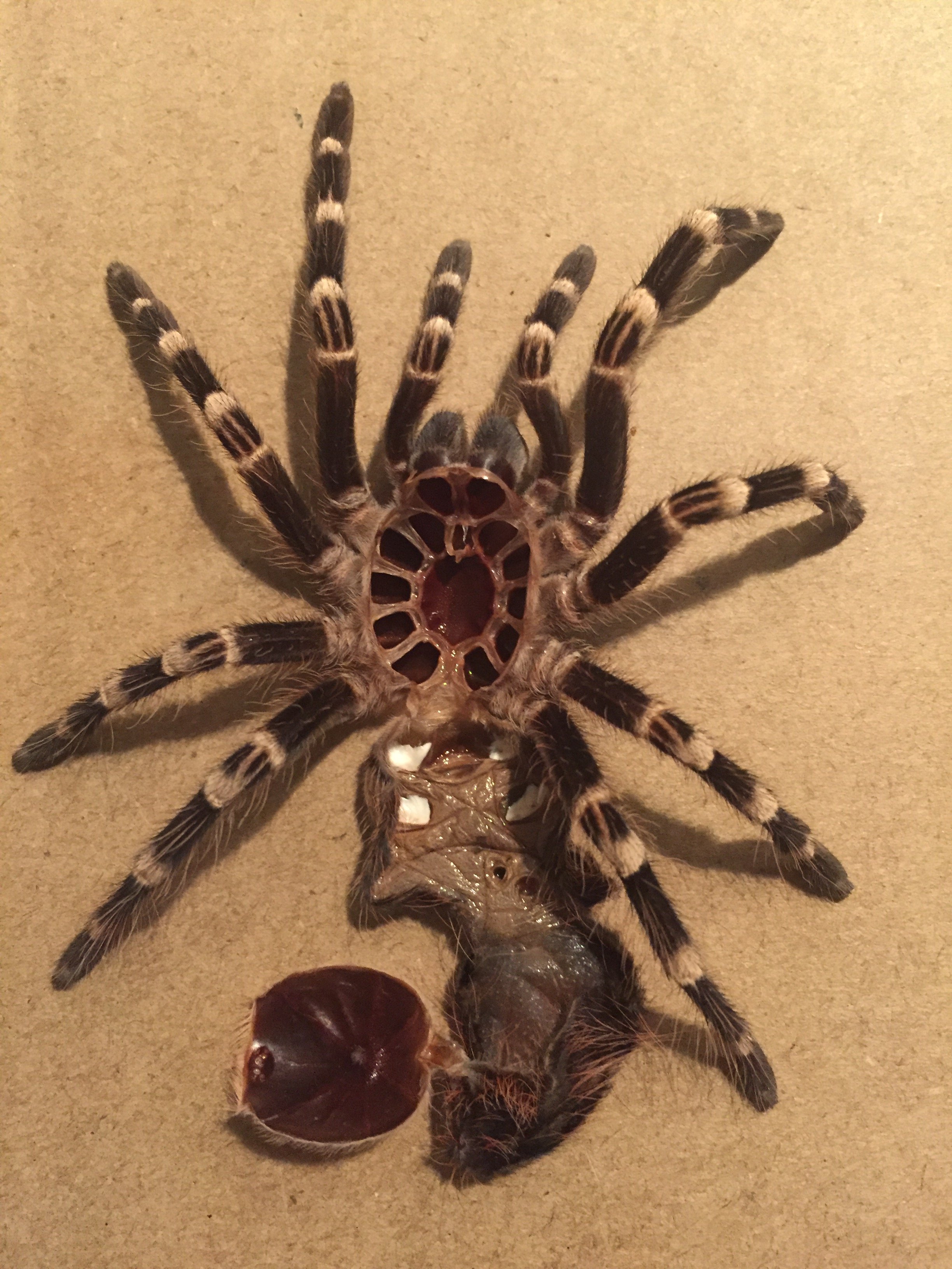 Juvenile Brazilian White Knee Tarantula (Acanthoscurria geniculata) Molt