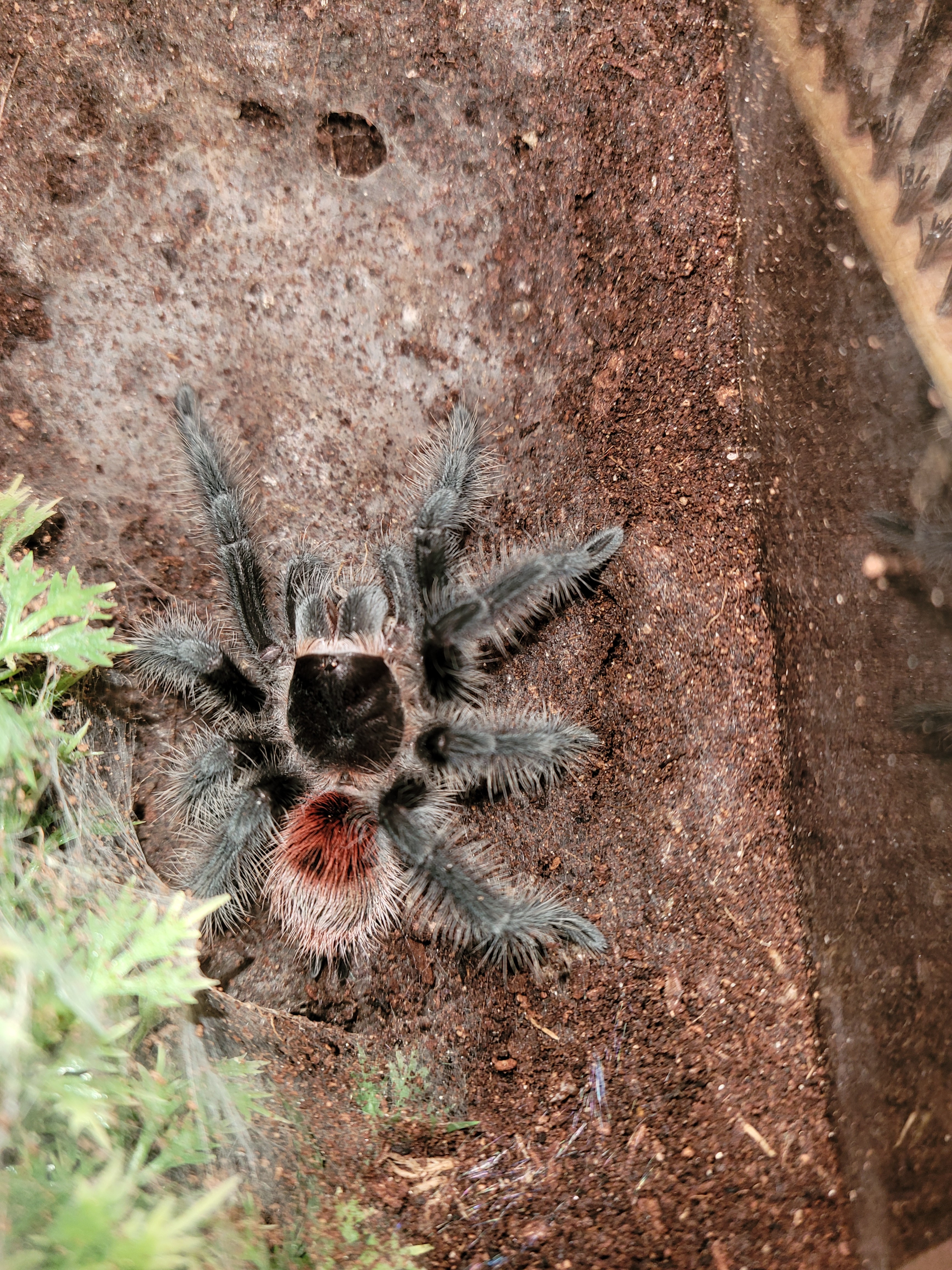 Juvie female Entre Rios--Lilith