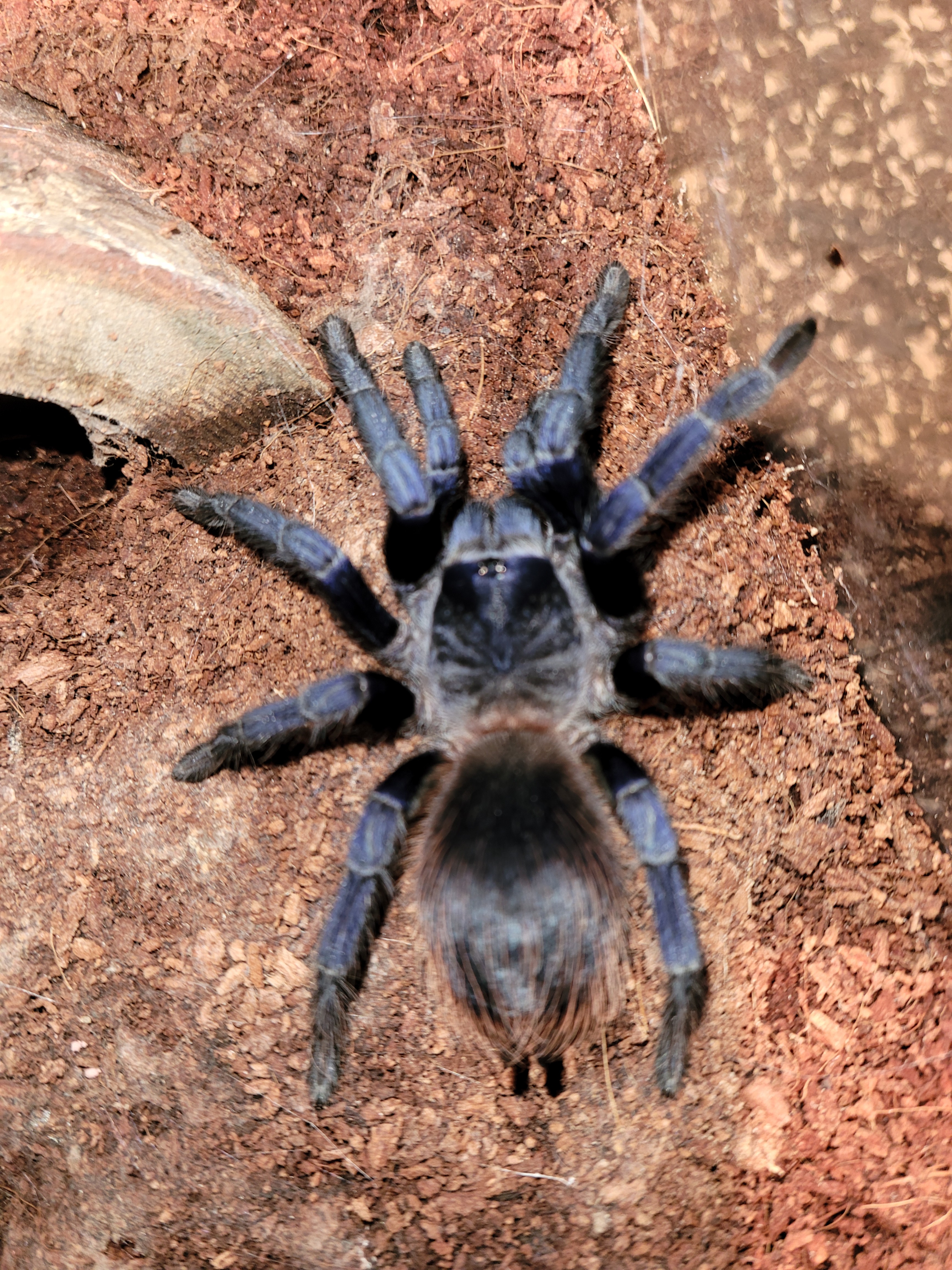Juvie female P. sazimai
