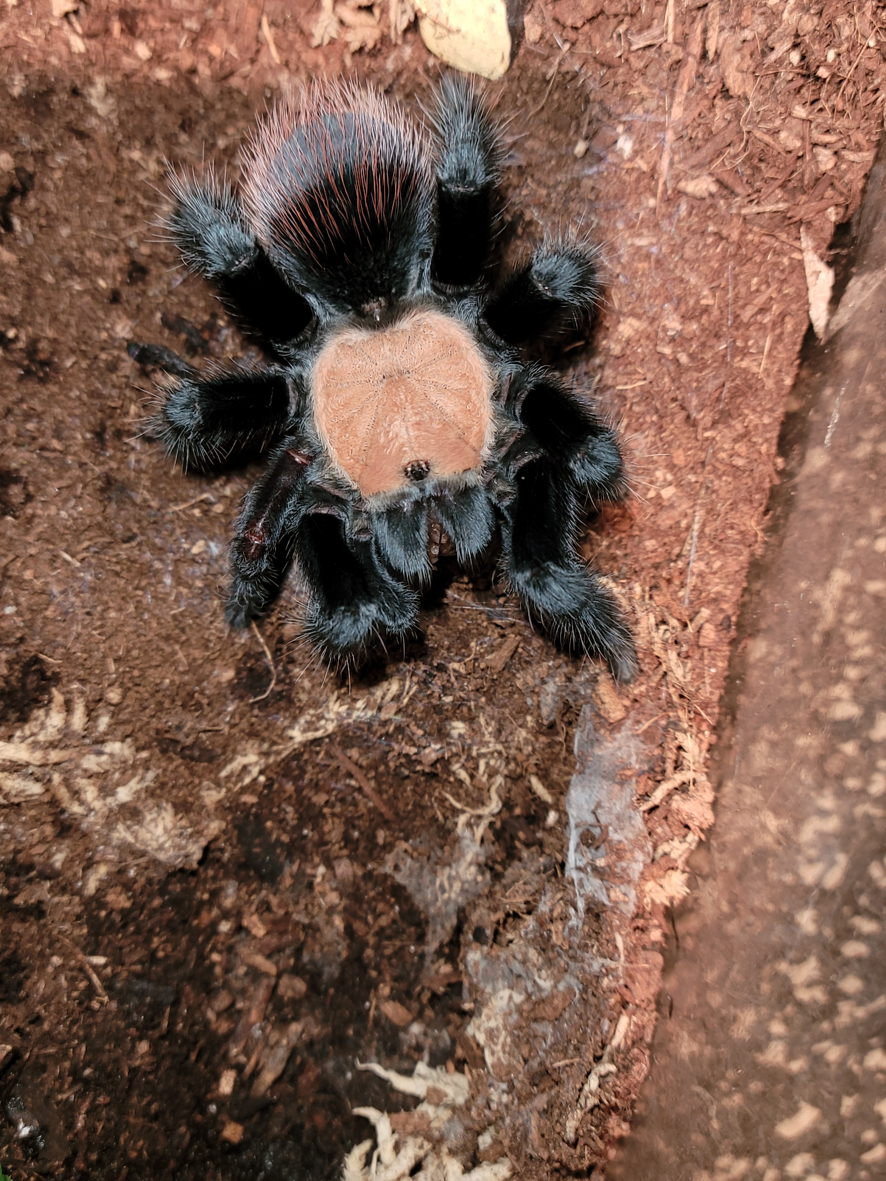 Juvie Male B. albiceps  "Azazel"