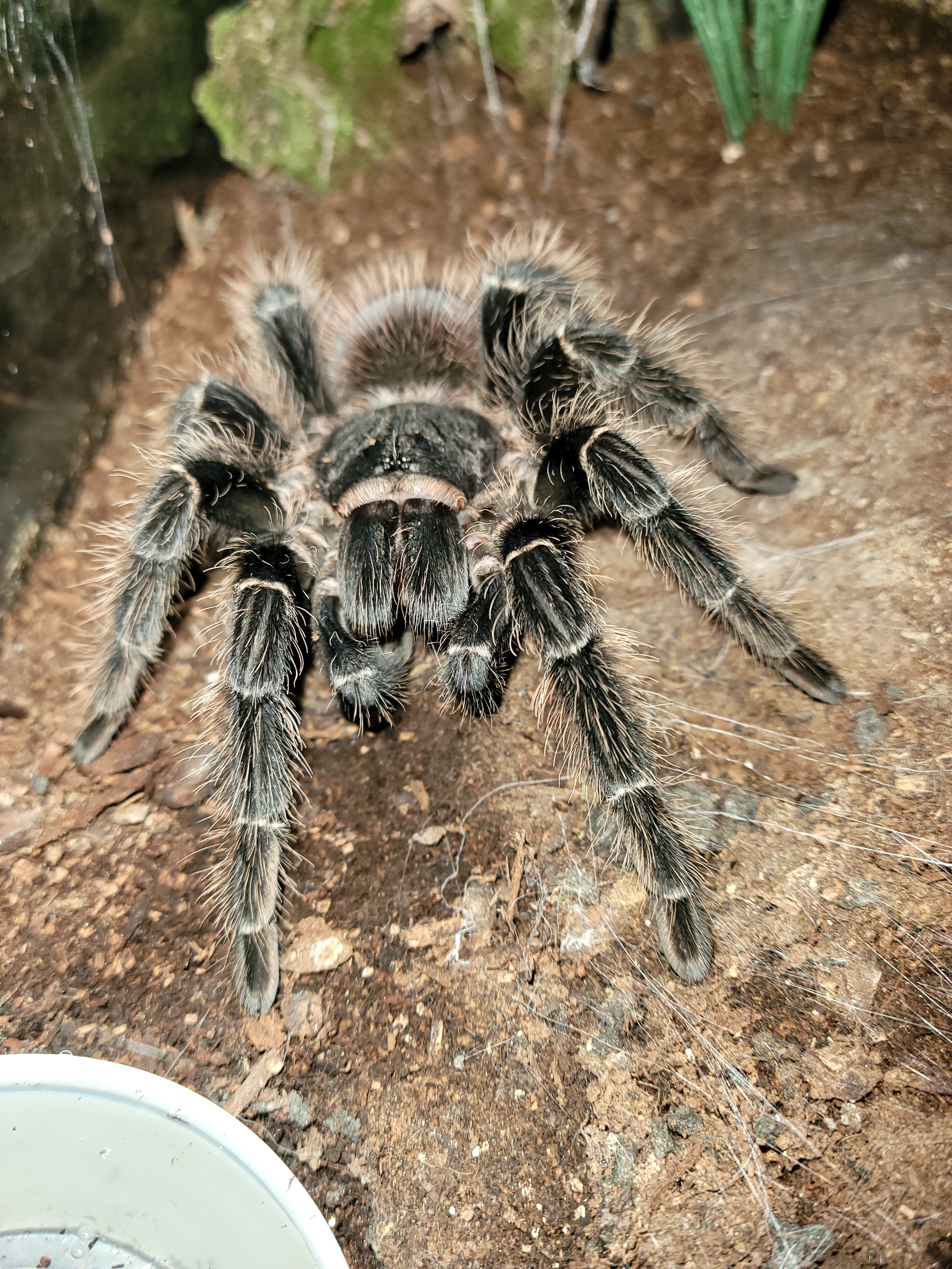 Juvie male L.difficilus--Mephistopheles