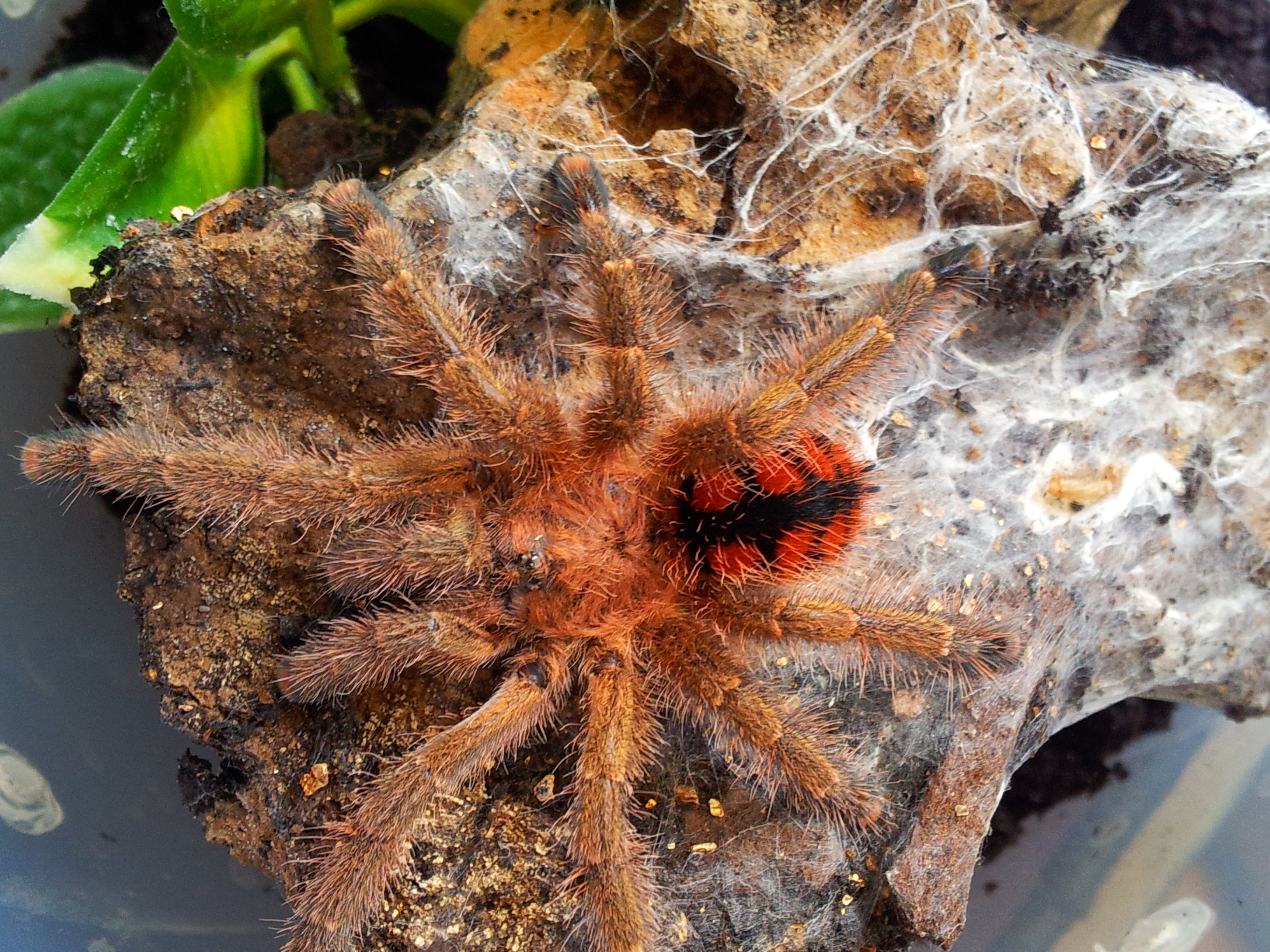 Kamarang....Avicularia minatrix