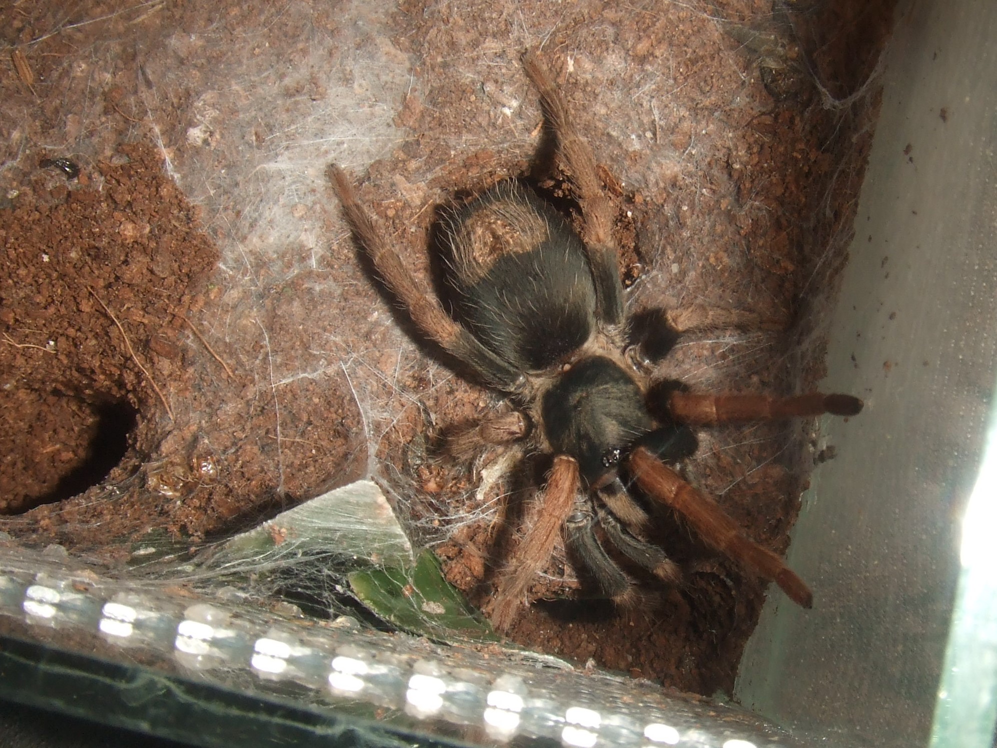 Kochiana brunnipes - Pixie