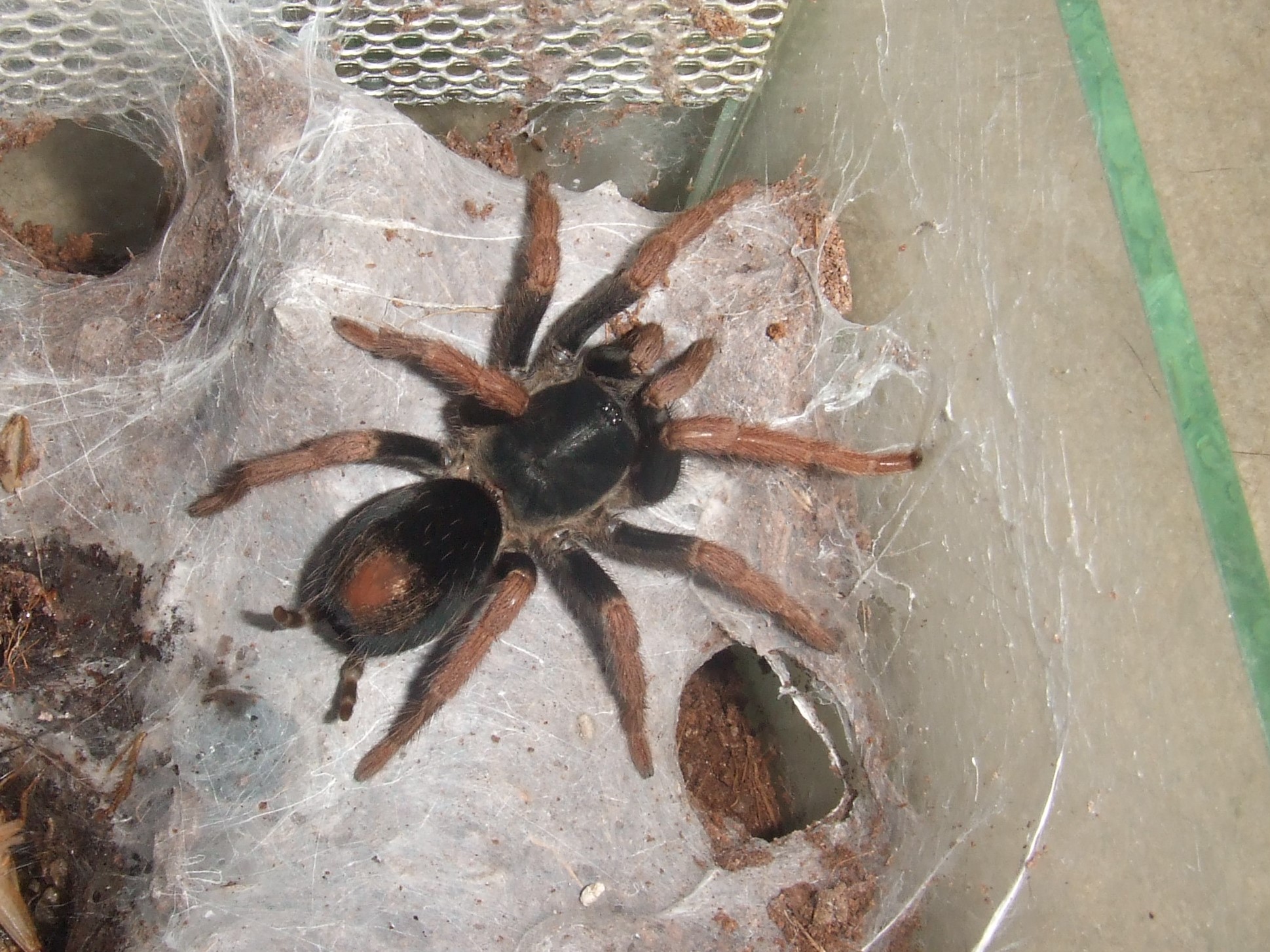 Kochiana brunnipes - Sancho