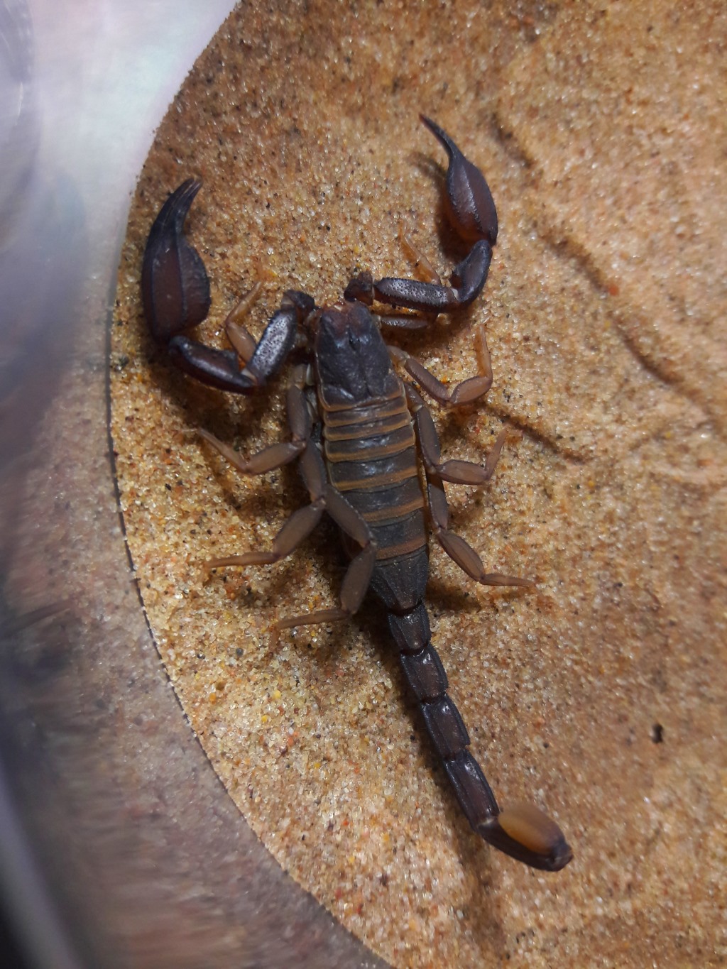 Kovarikia savaryi 'Savaryi's rock scorpion'