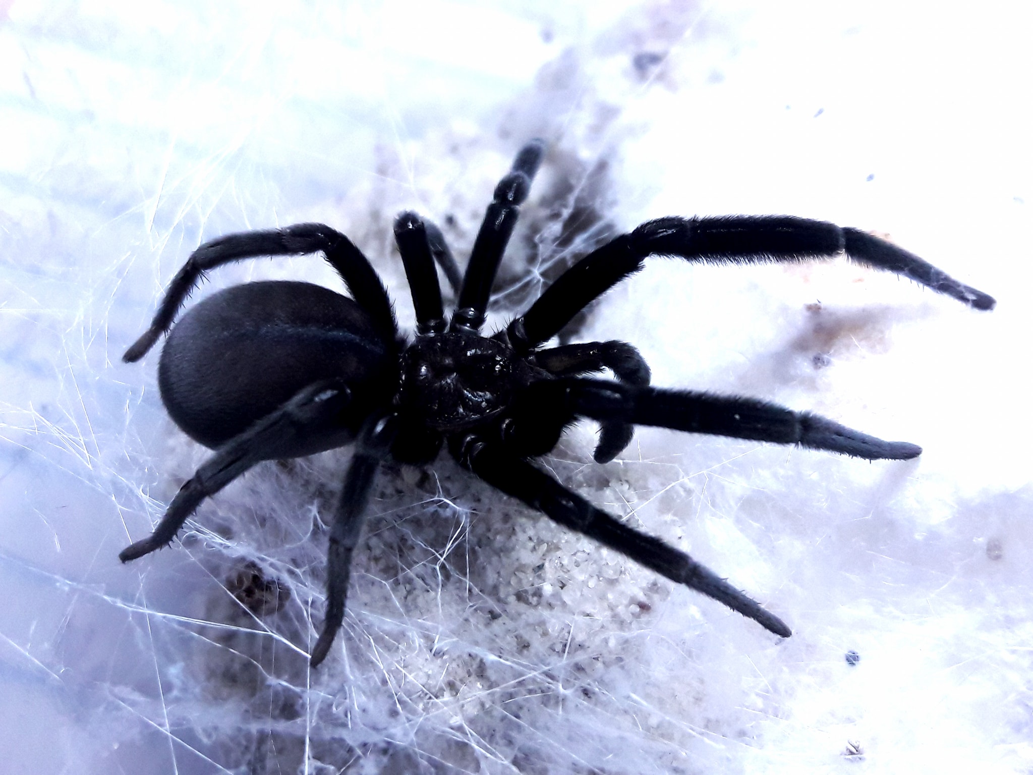 Kukulcania arizonica