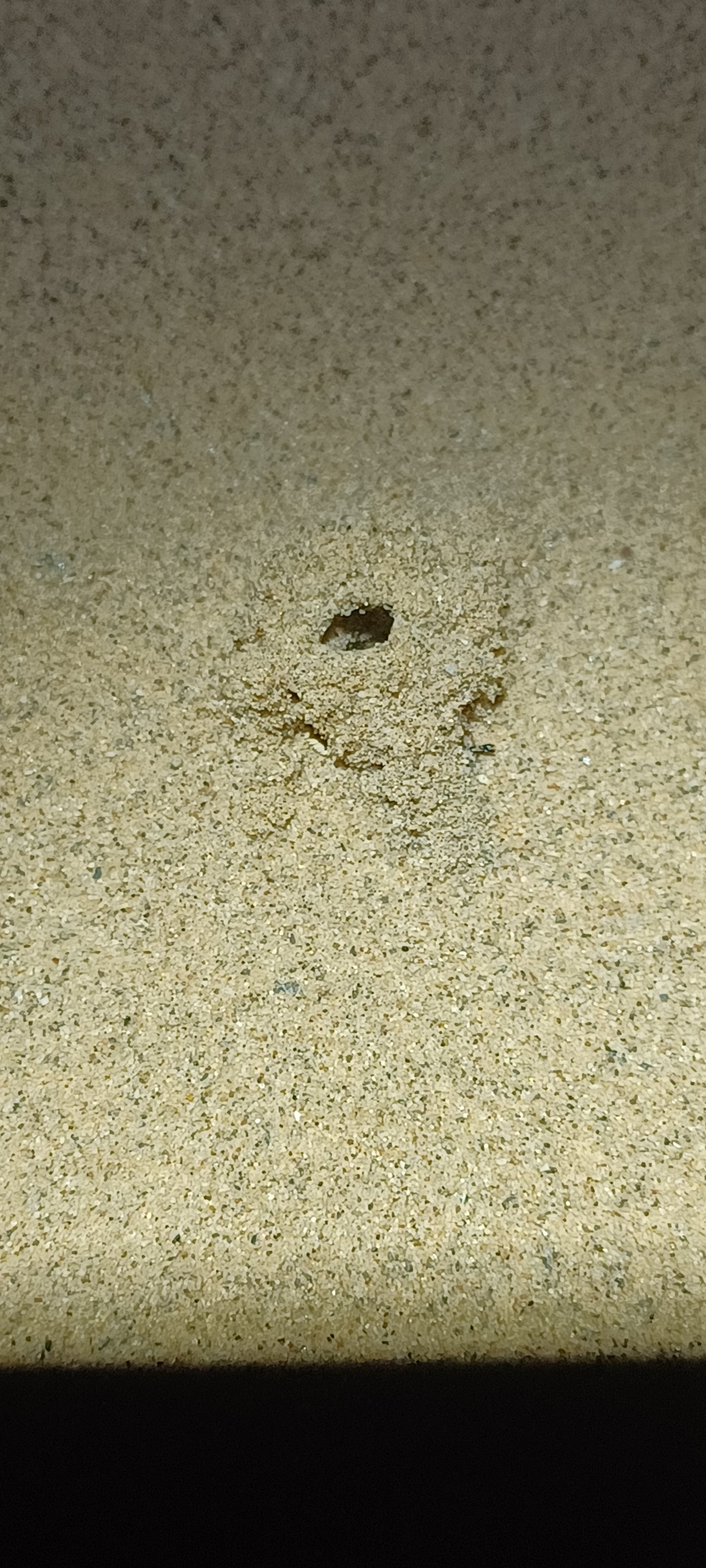 Kukulcania hurca turret