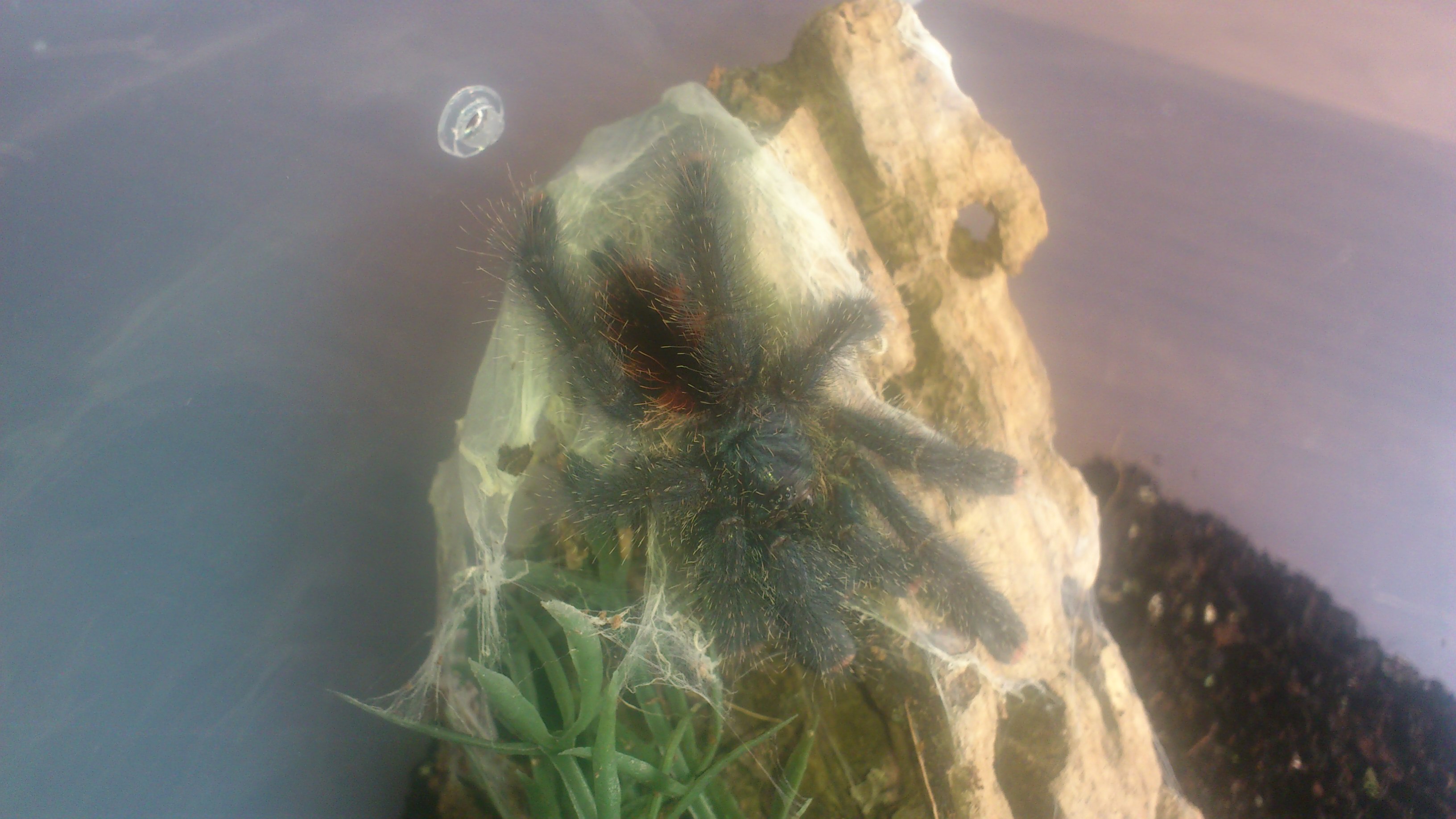 Kumaka......Avicularia sp Blue velvet