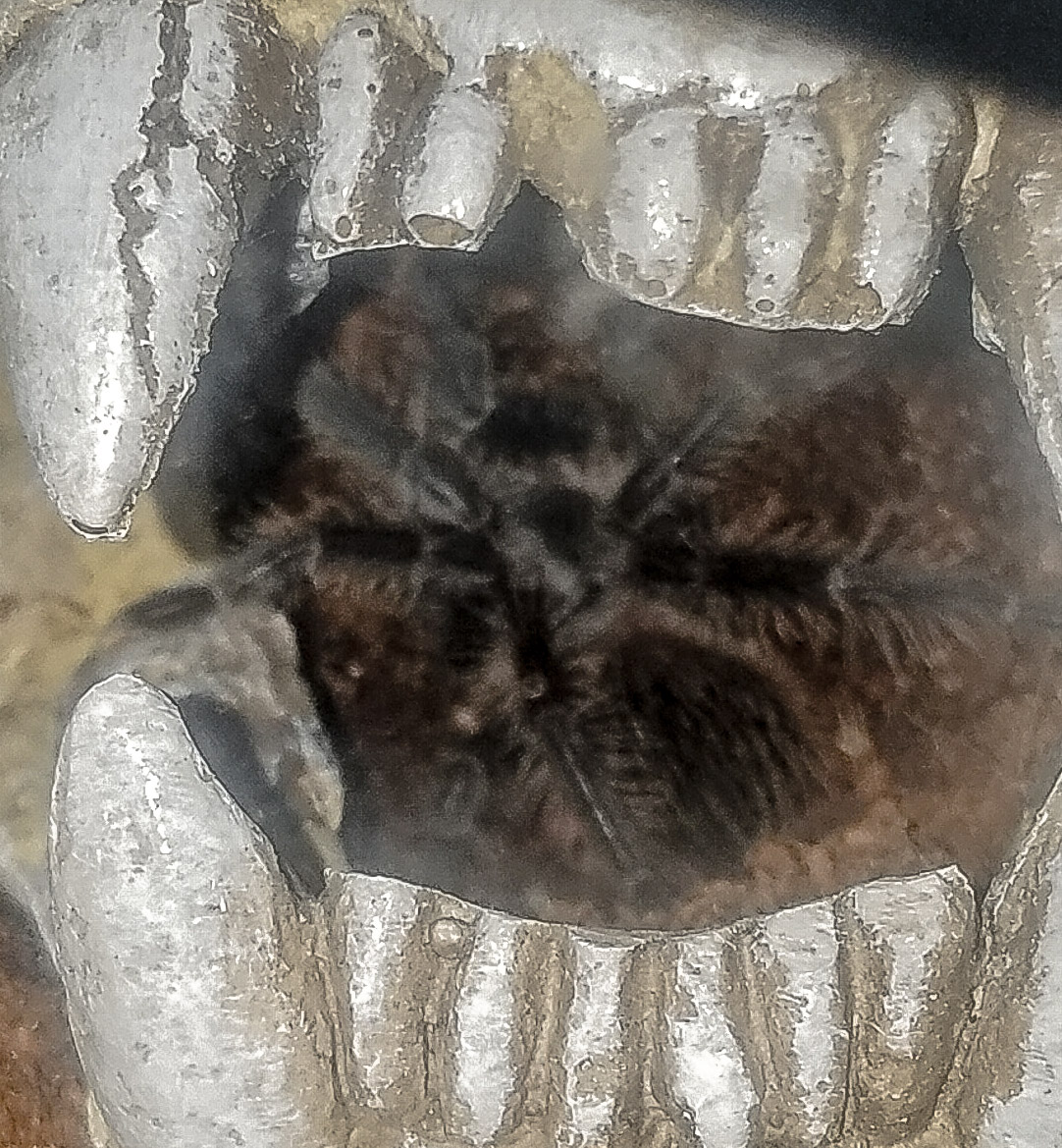 L Klugi after molt