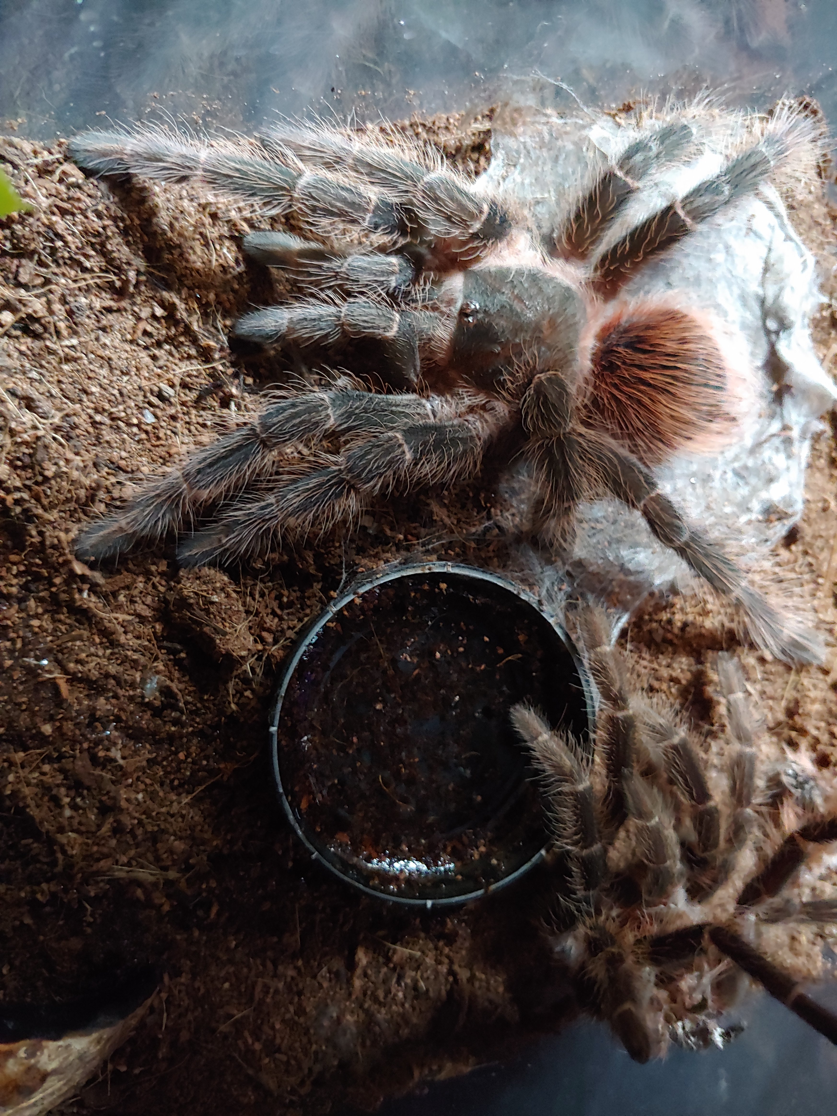 L.klugi freshly molted