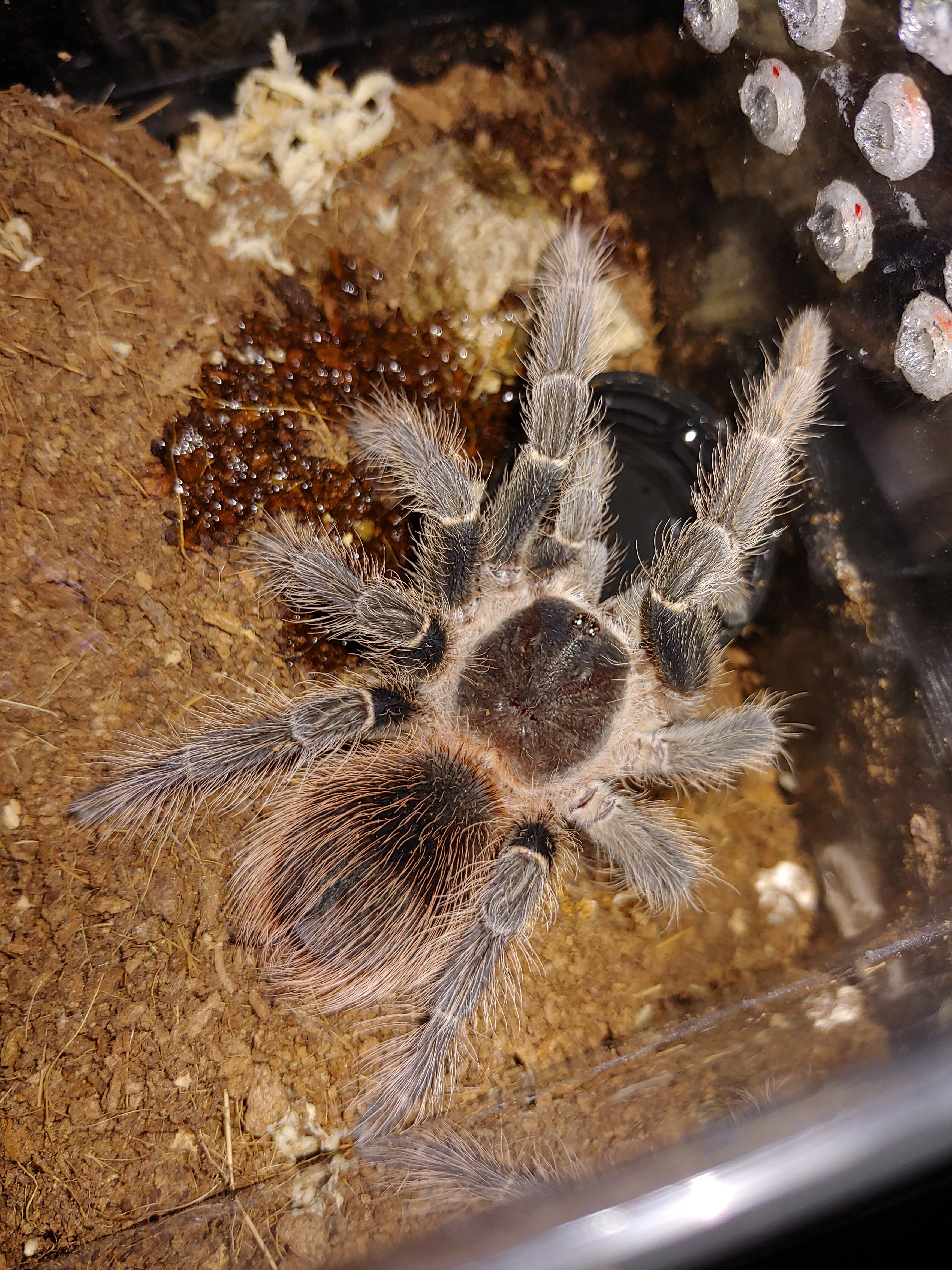 l-klugi-tarantula-forum