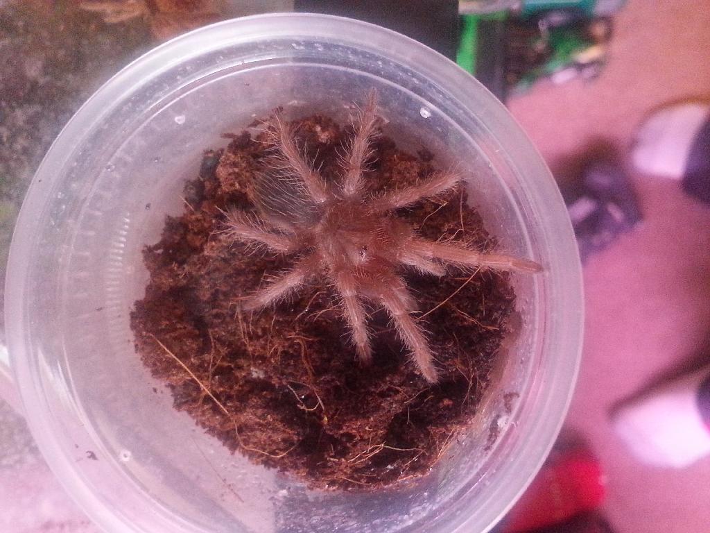 L.p. sling after molting yesterday