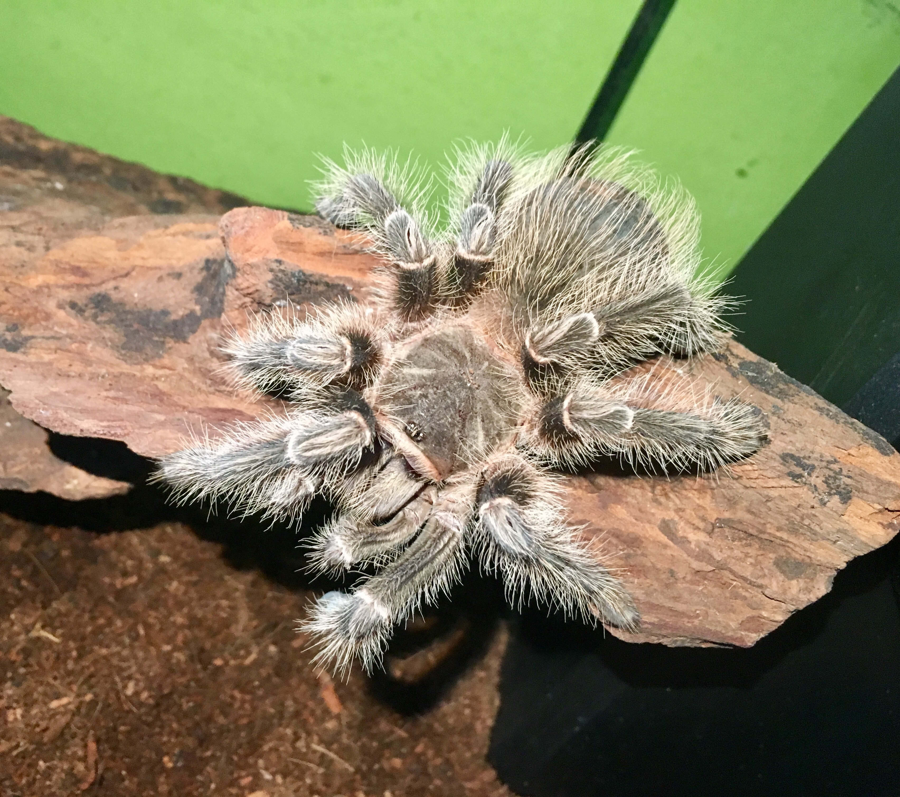 L parahybana "Phobia"