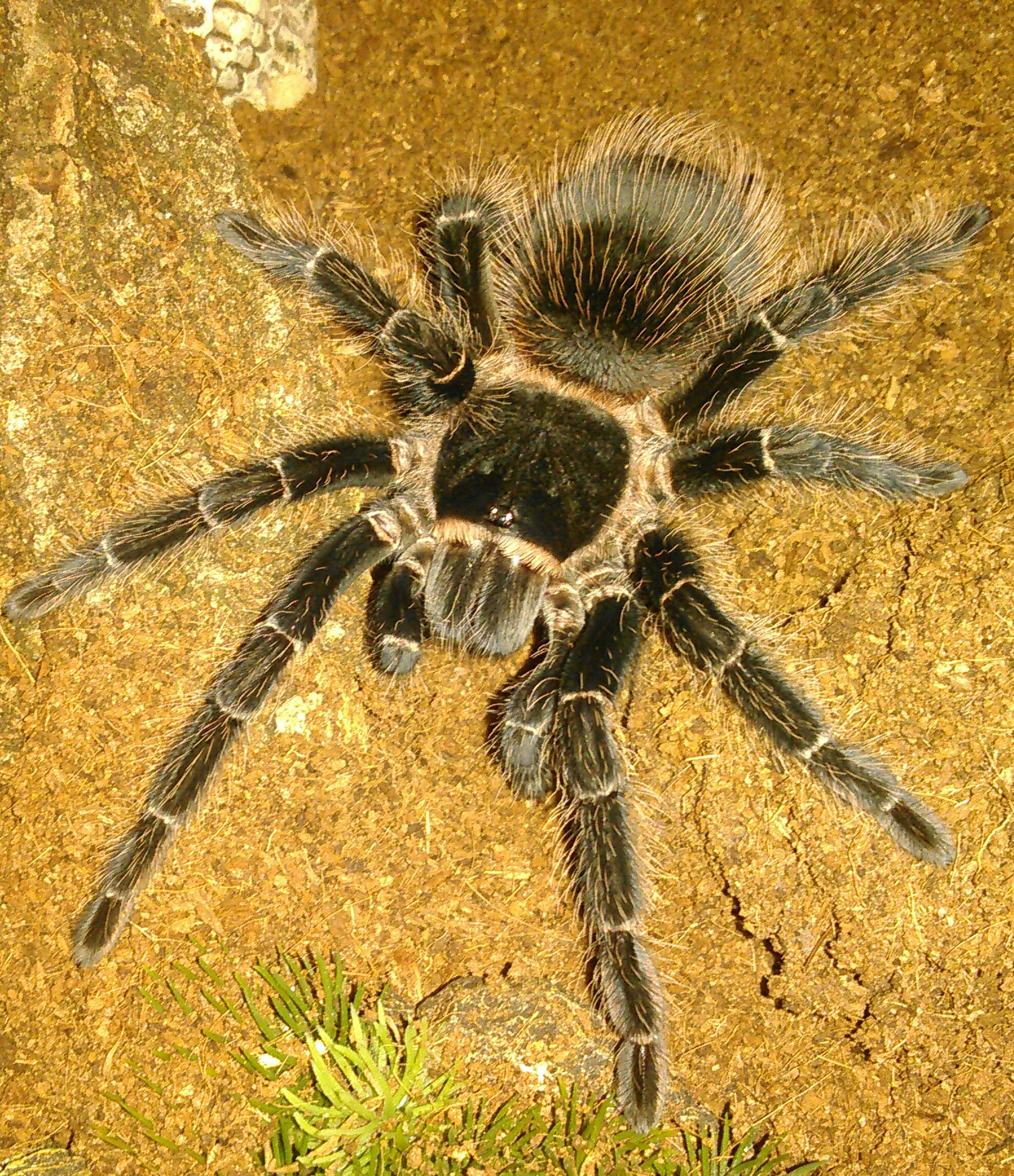 L.parahybana