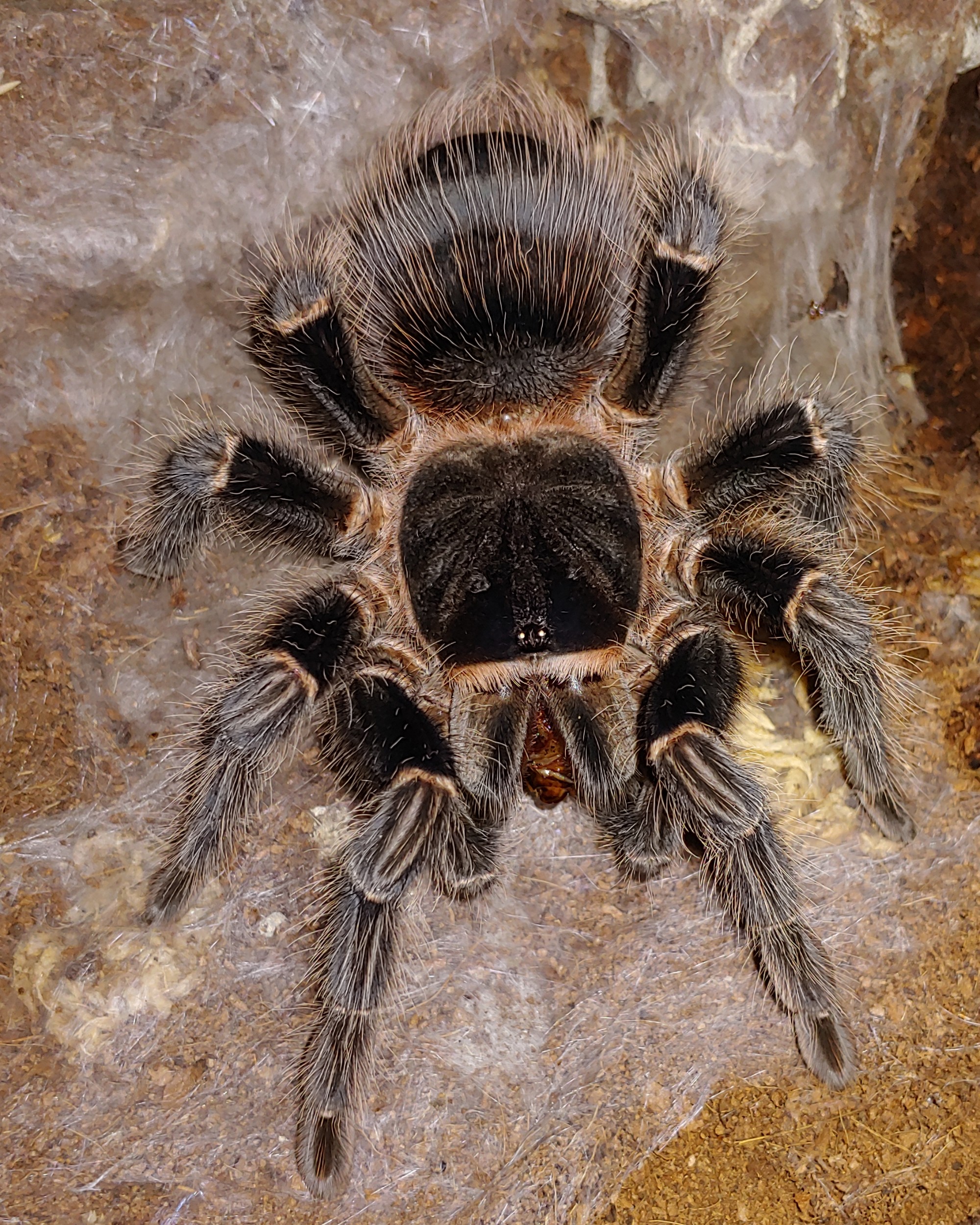 L.parahybana