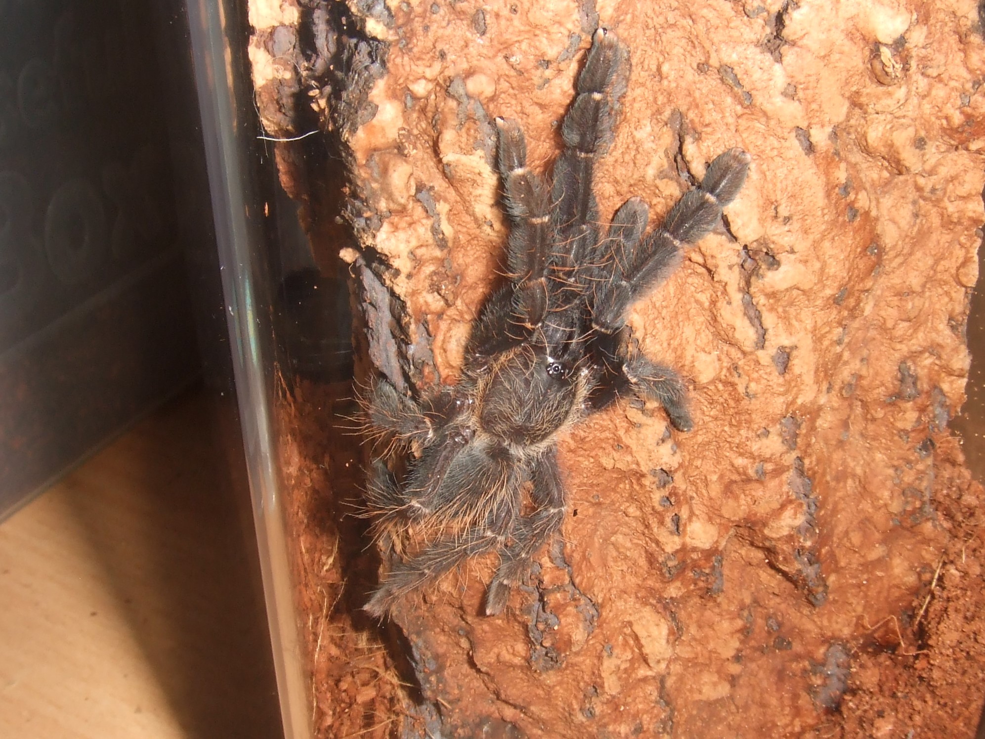 L. sp. Borneo Black - Sable