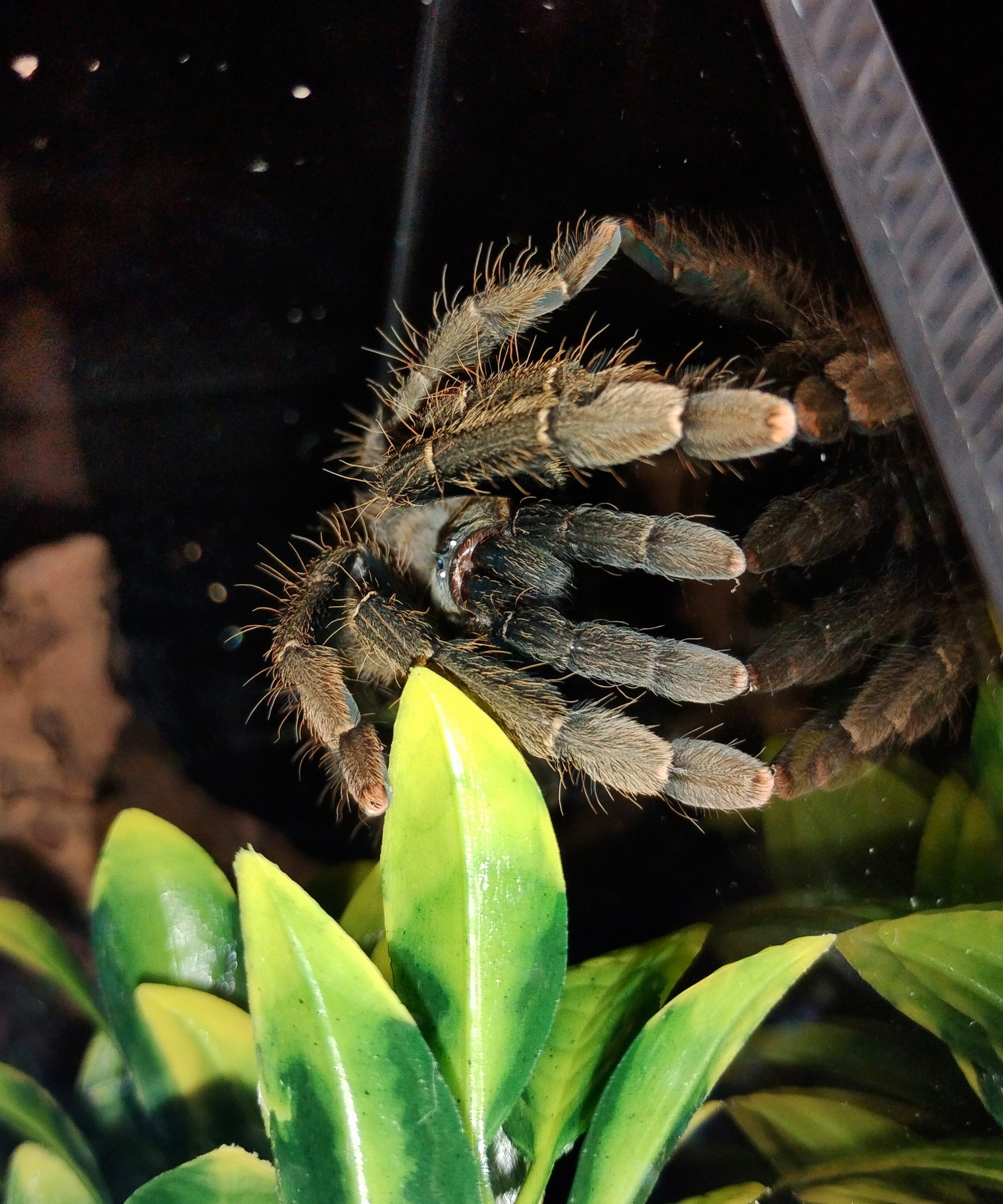 Lampropelma nigerrimum