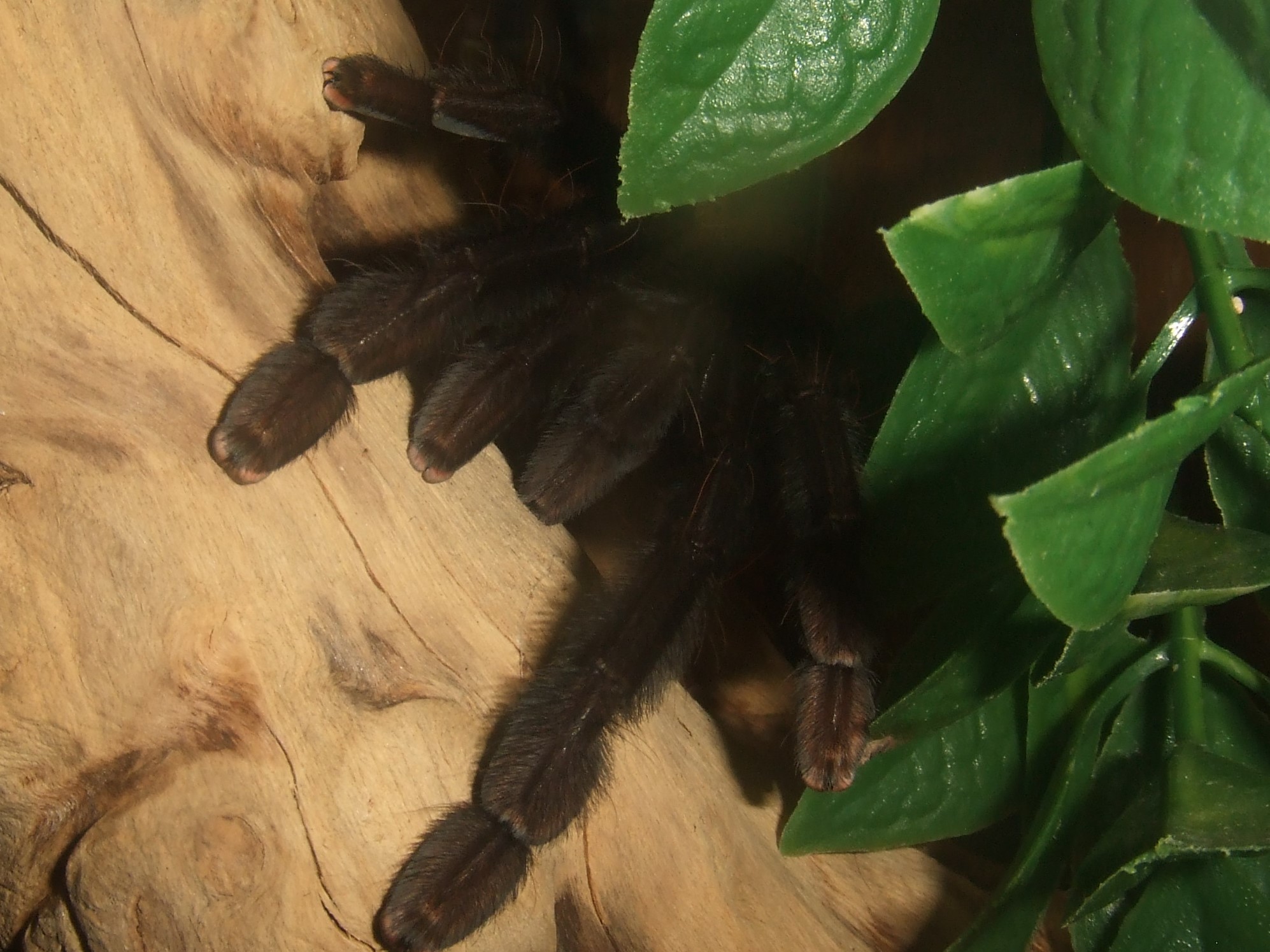 Lampropelma sp. Borneo Black - Sable