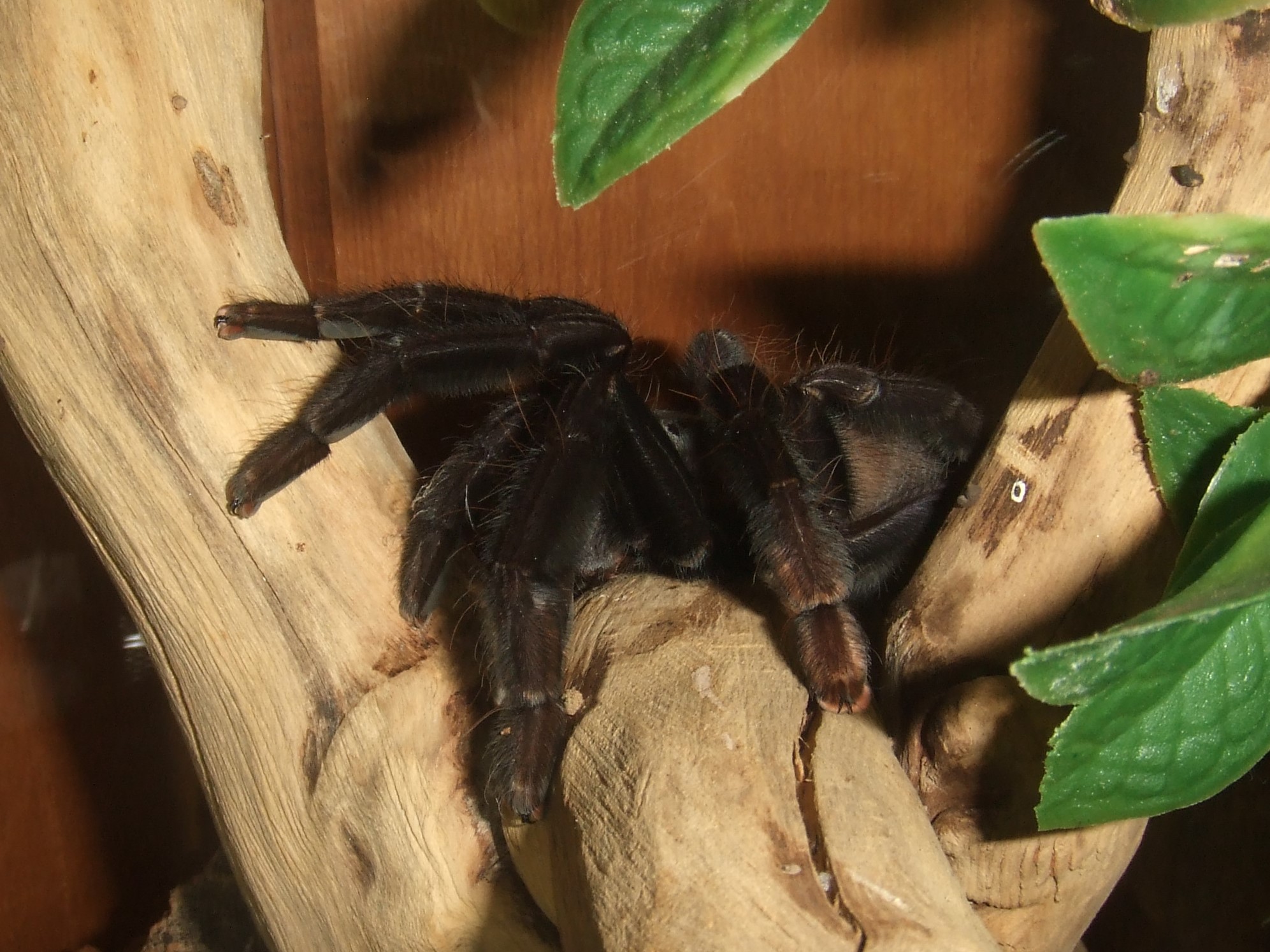 Lampropelma sp. Borneo Black - Sable