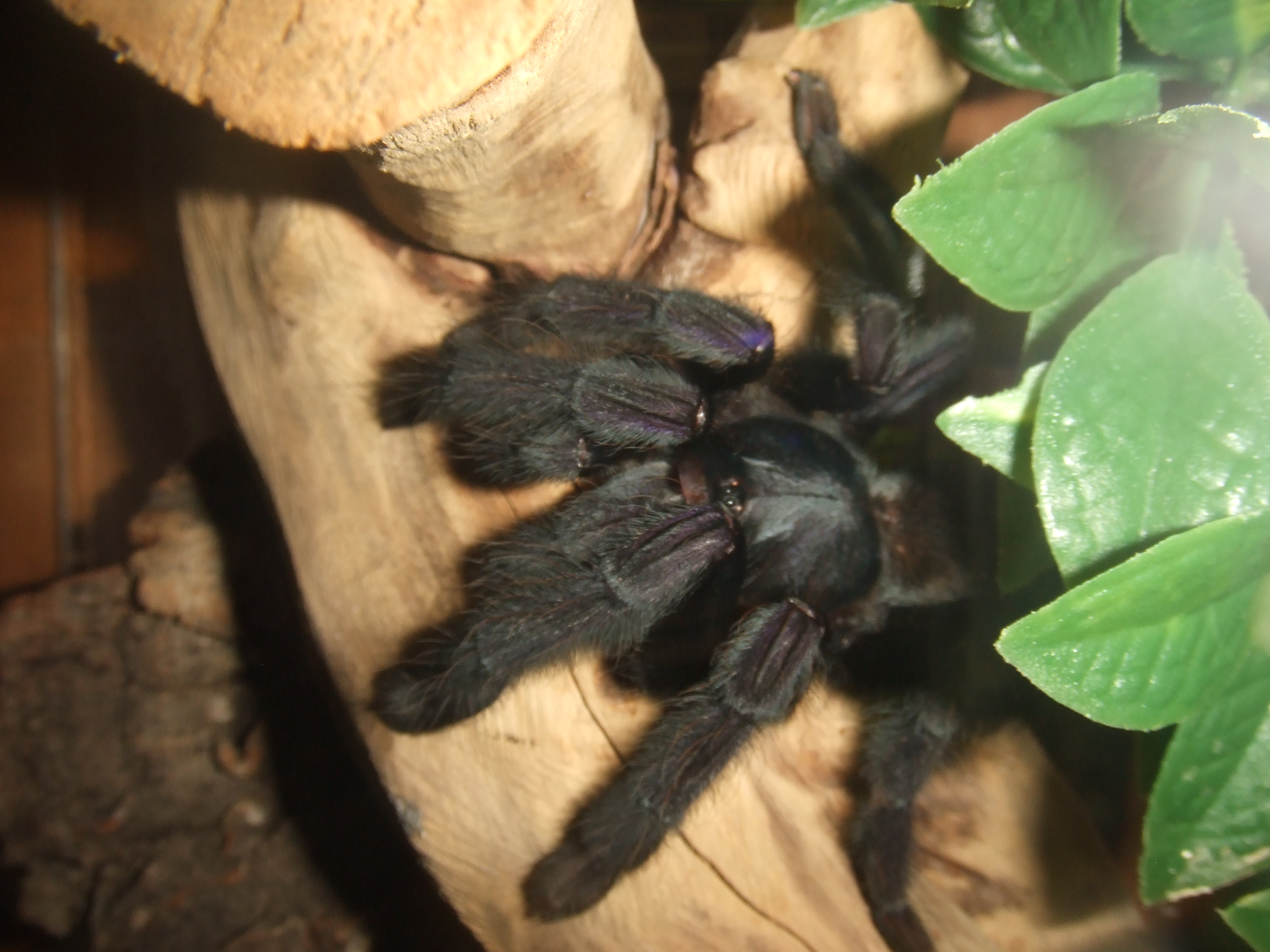 Lampropelma sp. Borneo Black - Sable