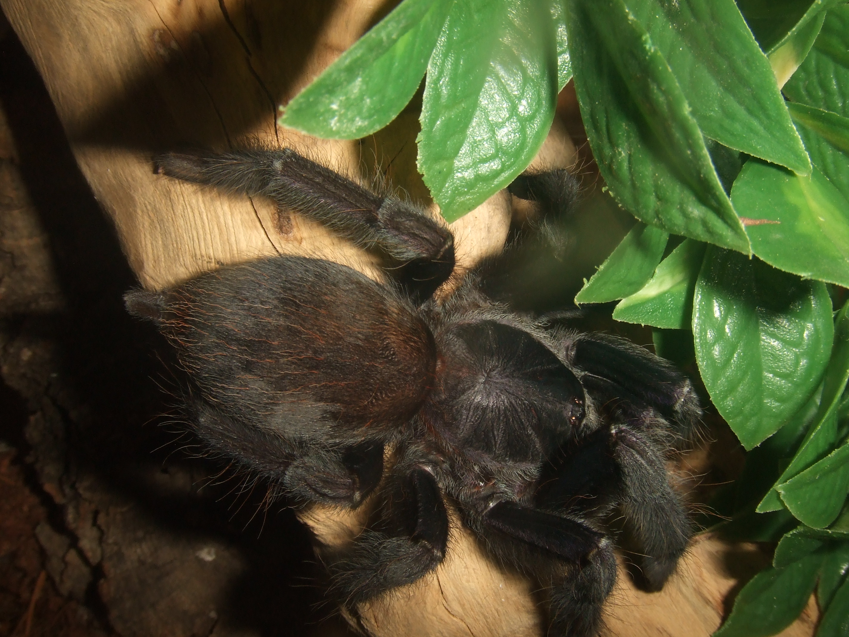 Lampropelma sp. Borneo Black - Sable
