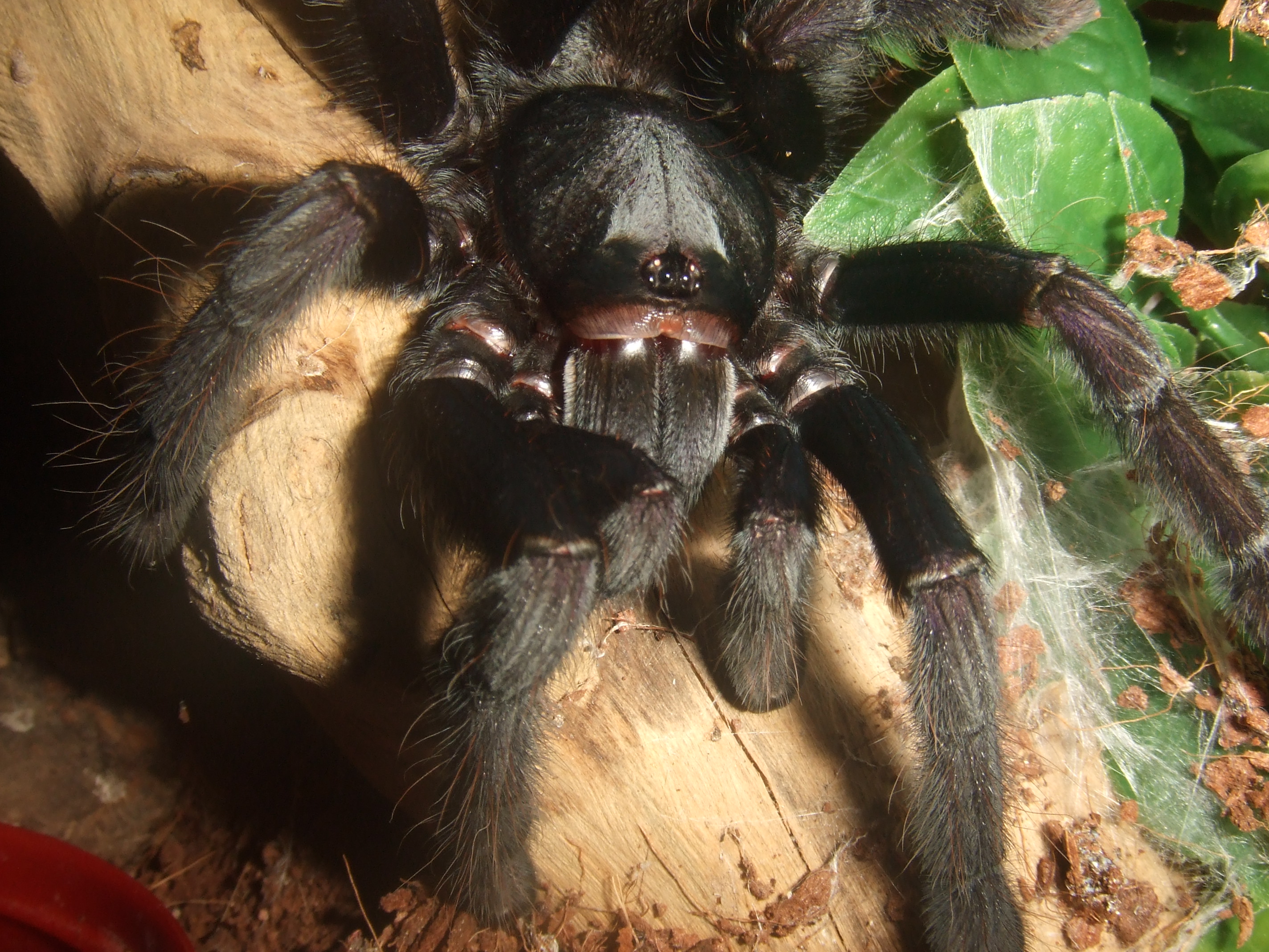 Lampropelma sp. Borneo Black - Sable