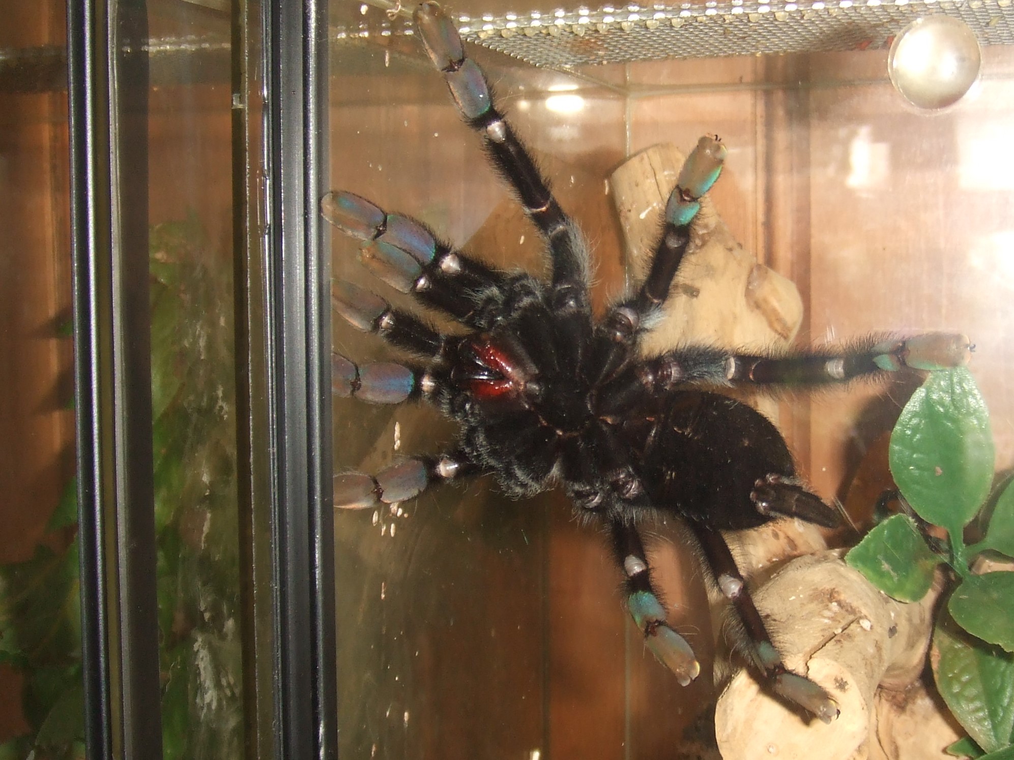 Lampropelma sp. Borneo Black - Sable