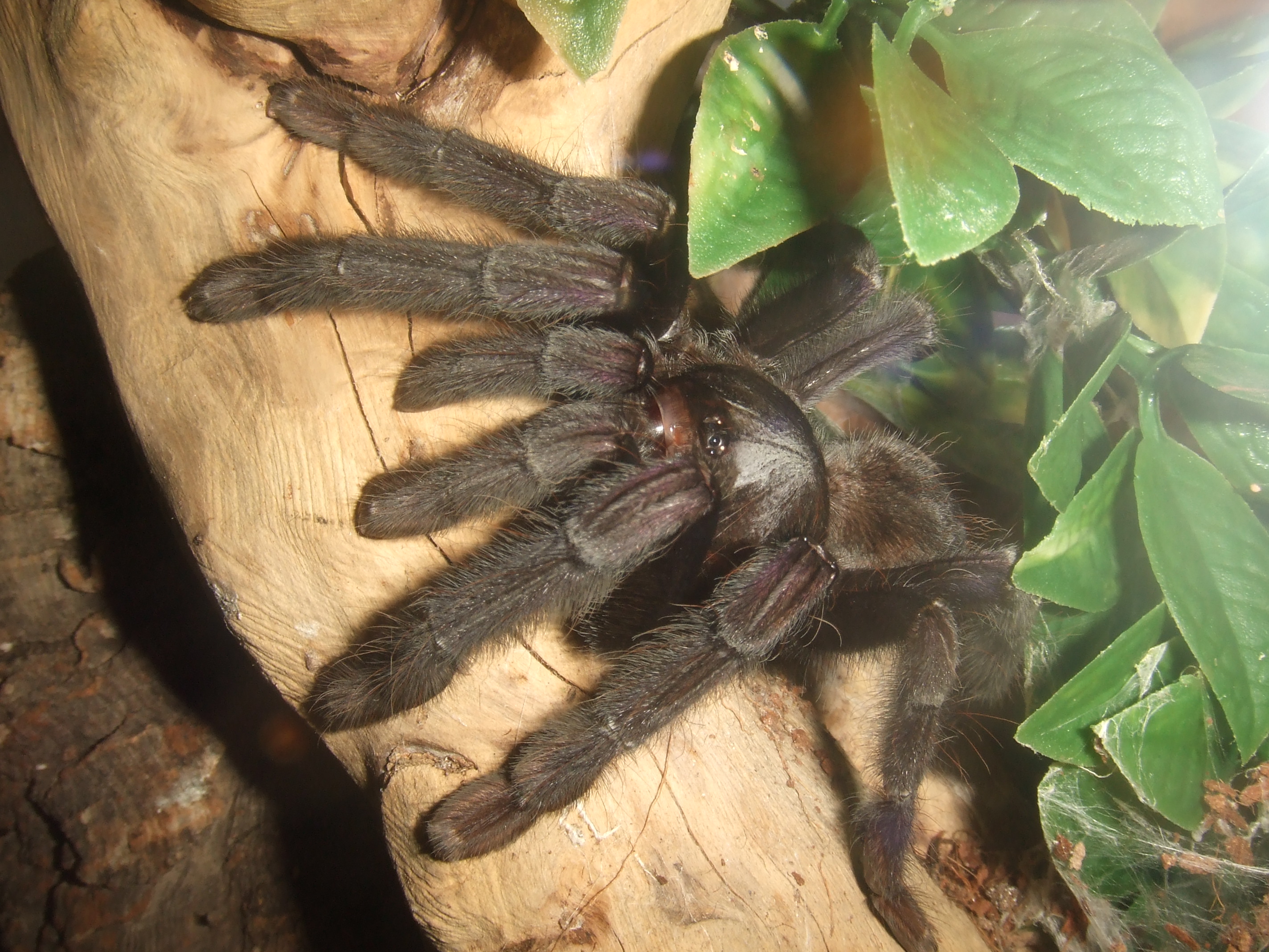 Lampropelma sp. Borneo Black - Sable