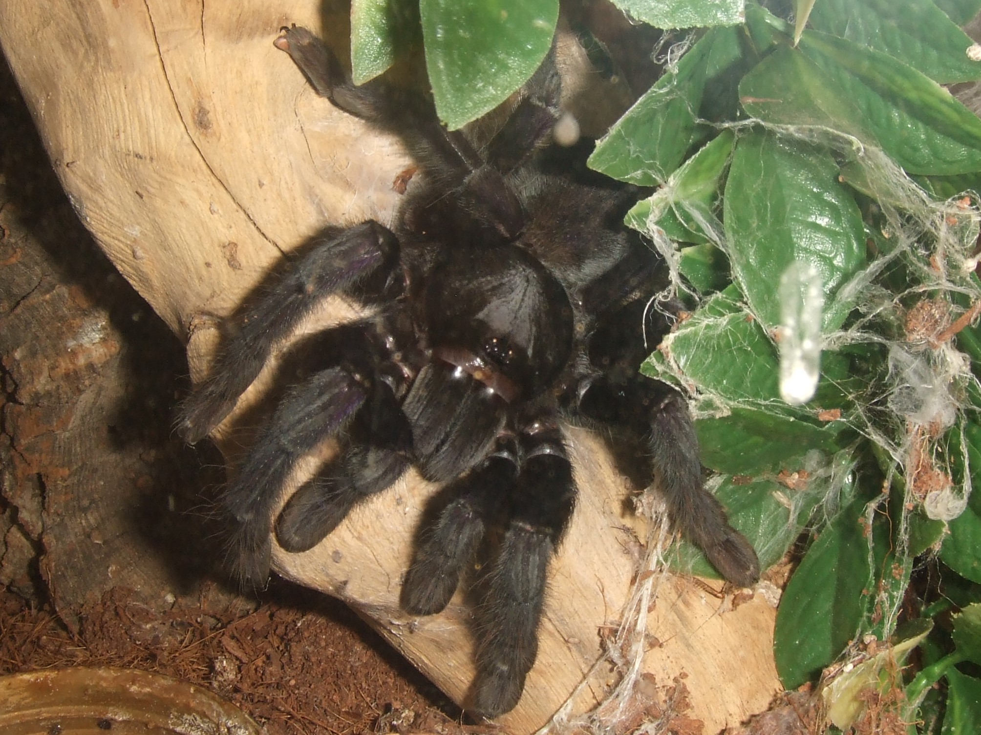 Lampropelma sp. Borneo Black - Sable
