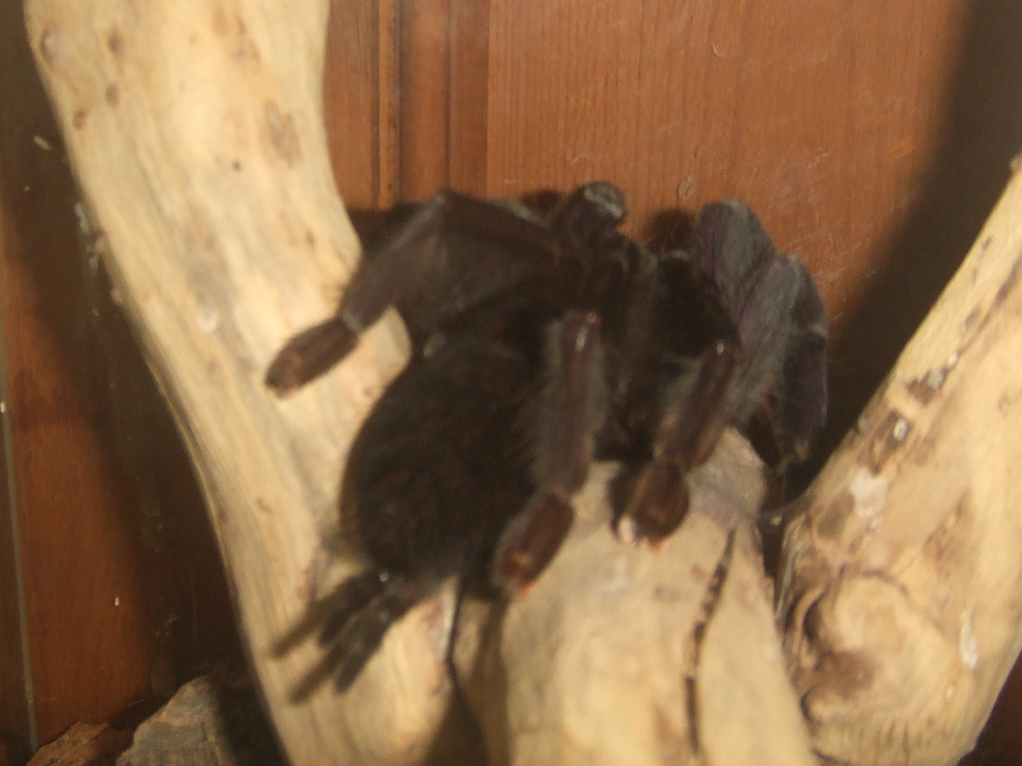 Lampropelma sp. Borneo Black - Sable