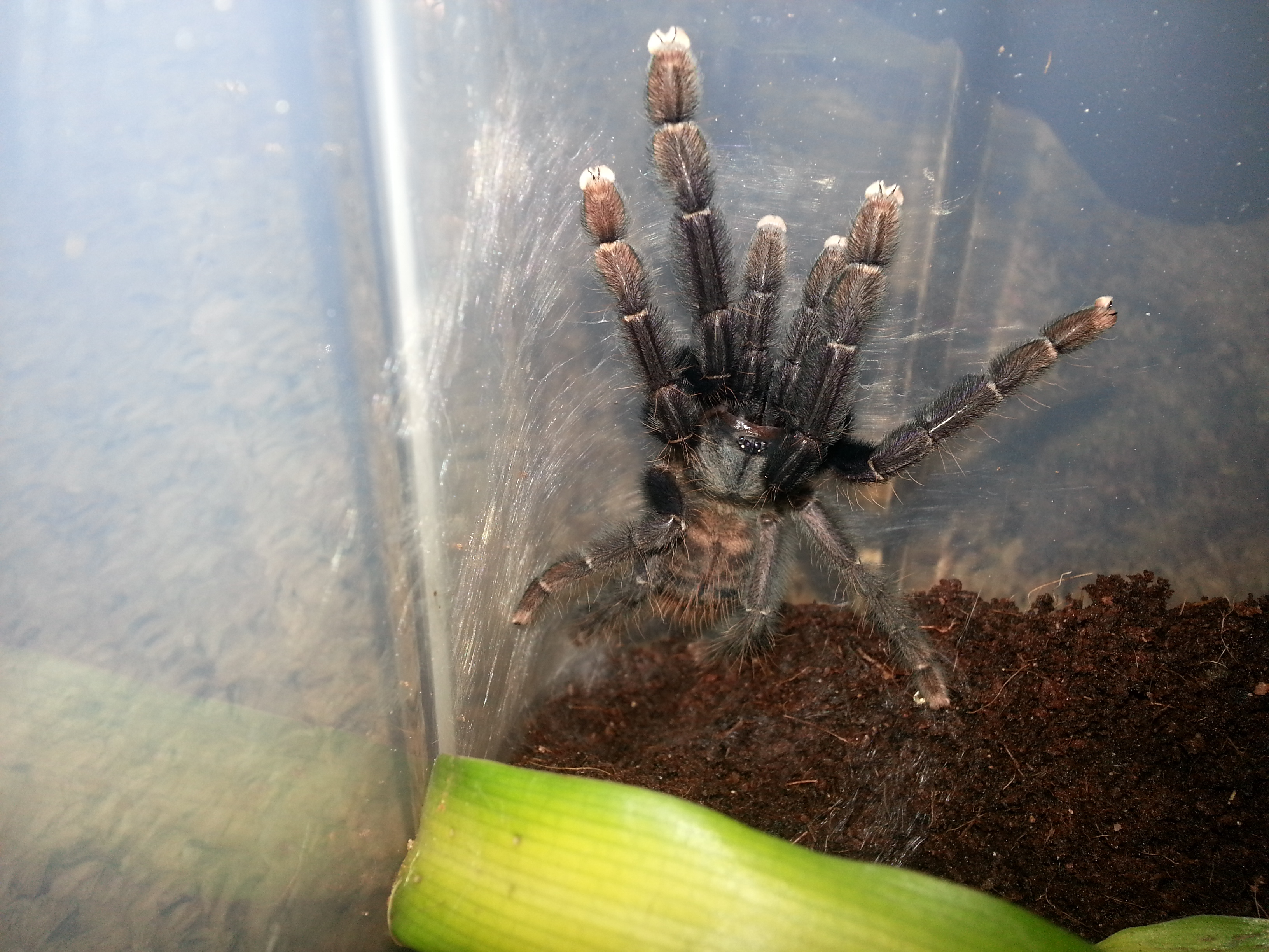 Lampropelma .sp Borneo Black