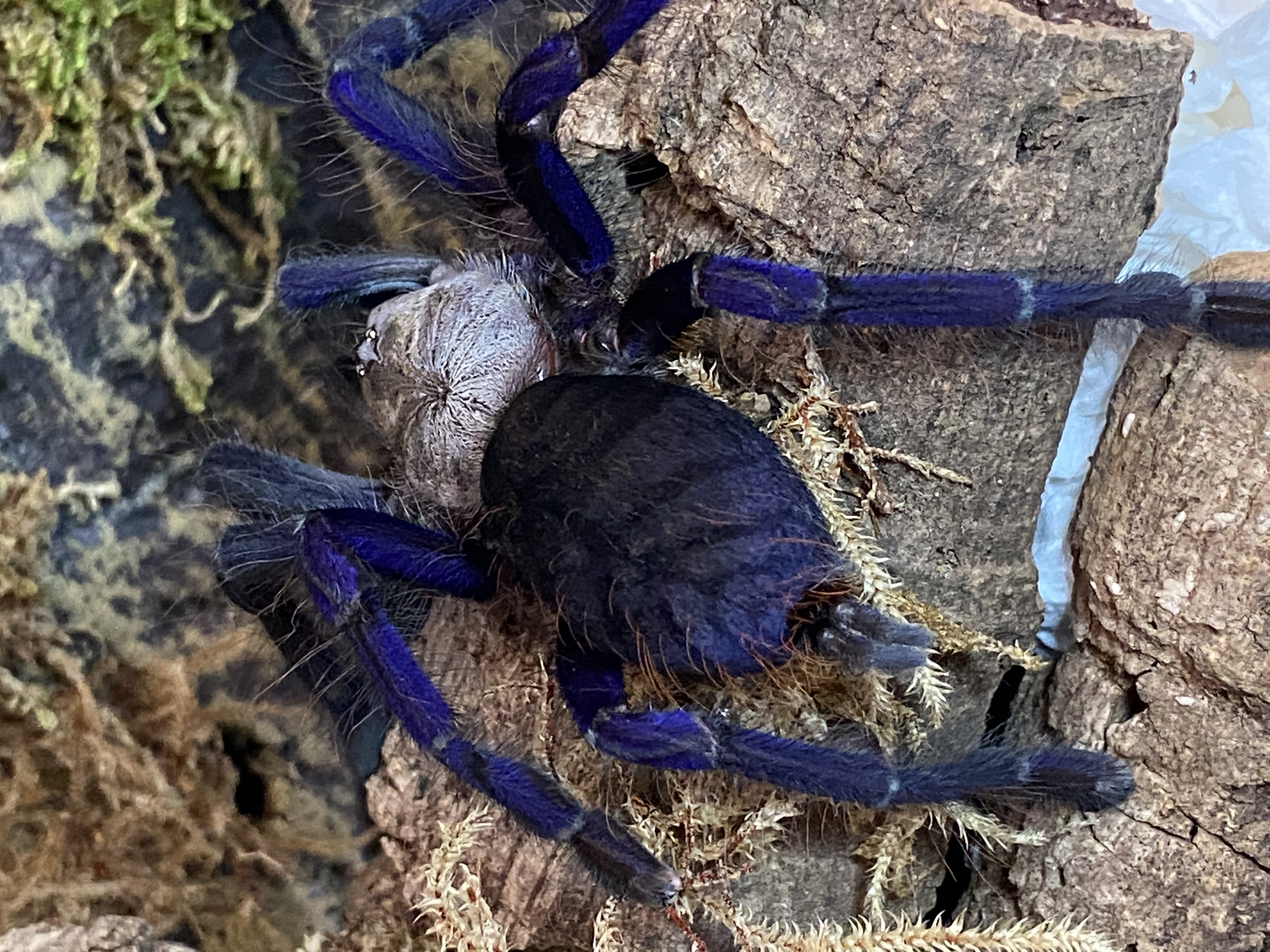 Lampropelma Violaceopes Adult Female