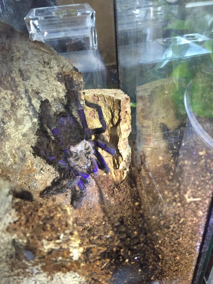 lampropelma violaceopes