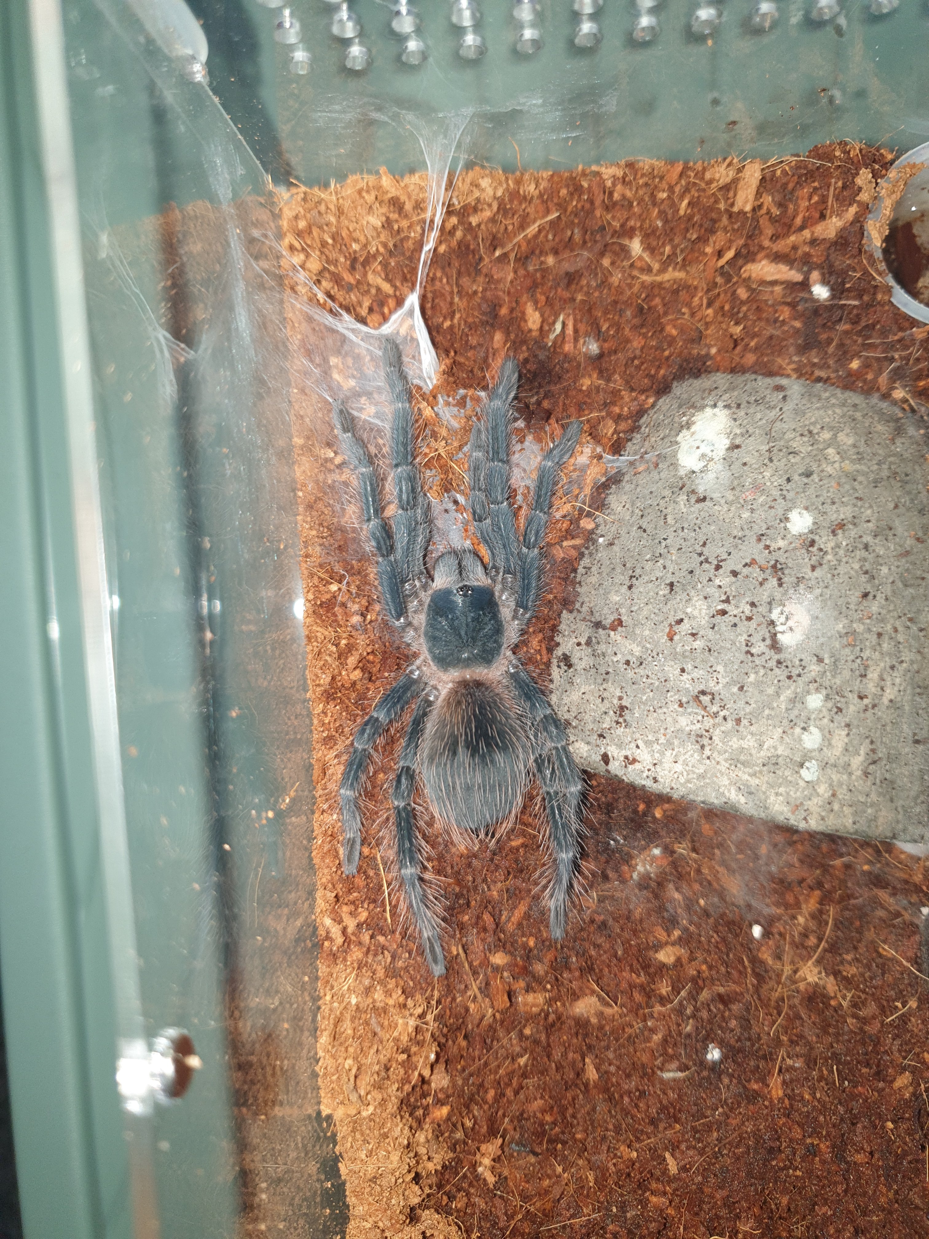 Lasiodora Parahybana 7cm