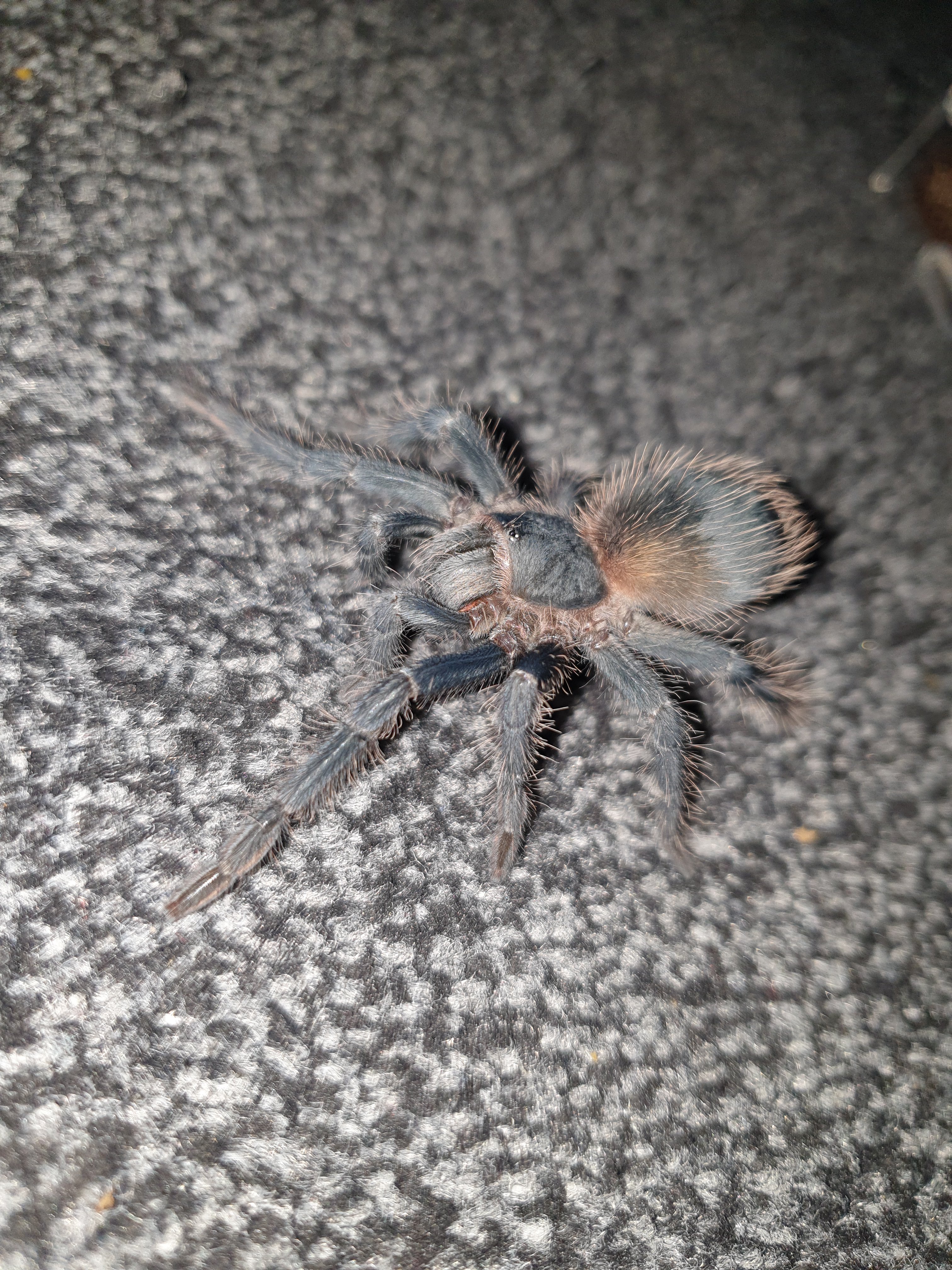 Lasiodora Parahybana 7cm